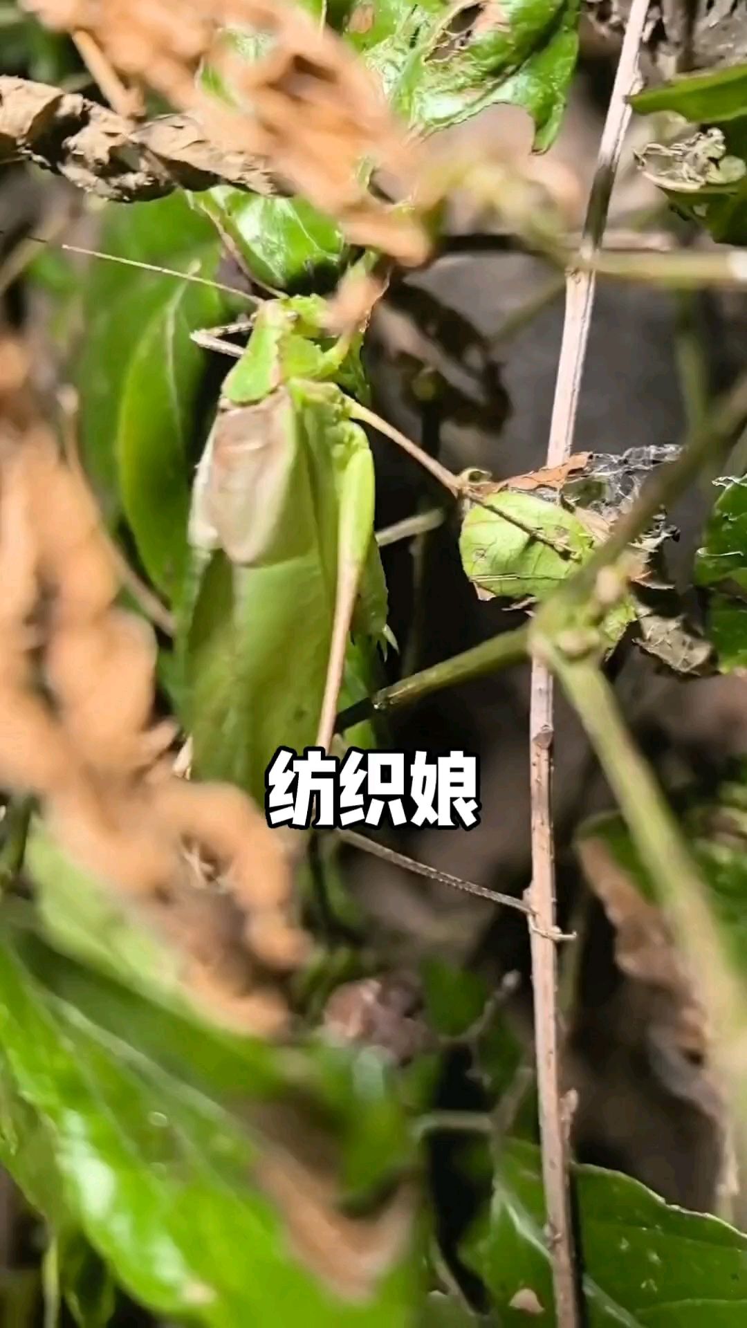 这只虫子叫"纺织娘"!它真的会纺织吗?