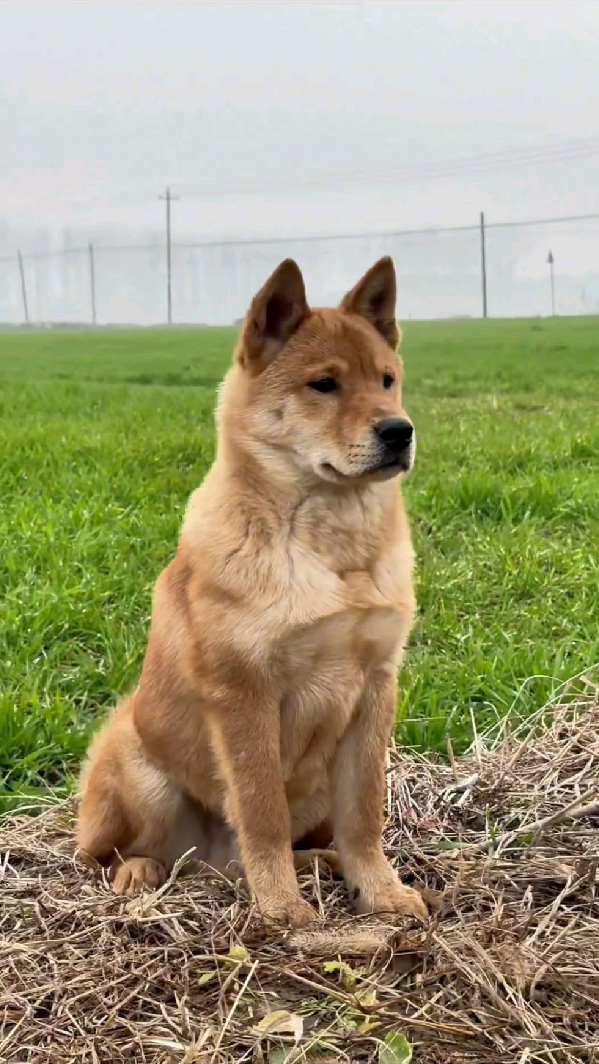 快乐的中华田园犬#农村土狗 #中华田园犬#狗狗