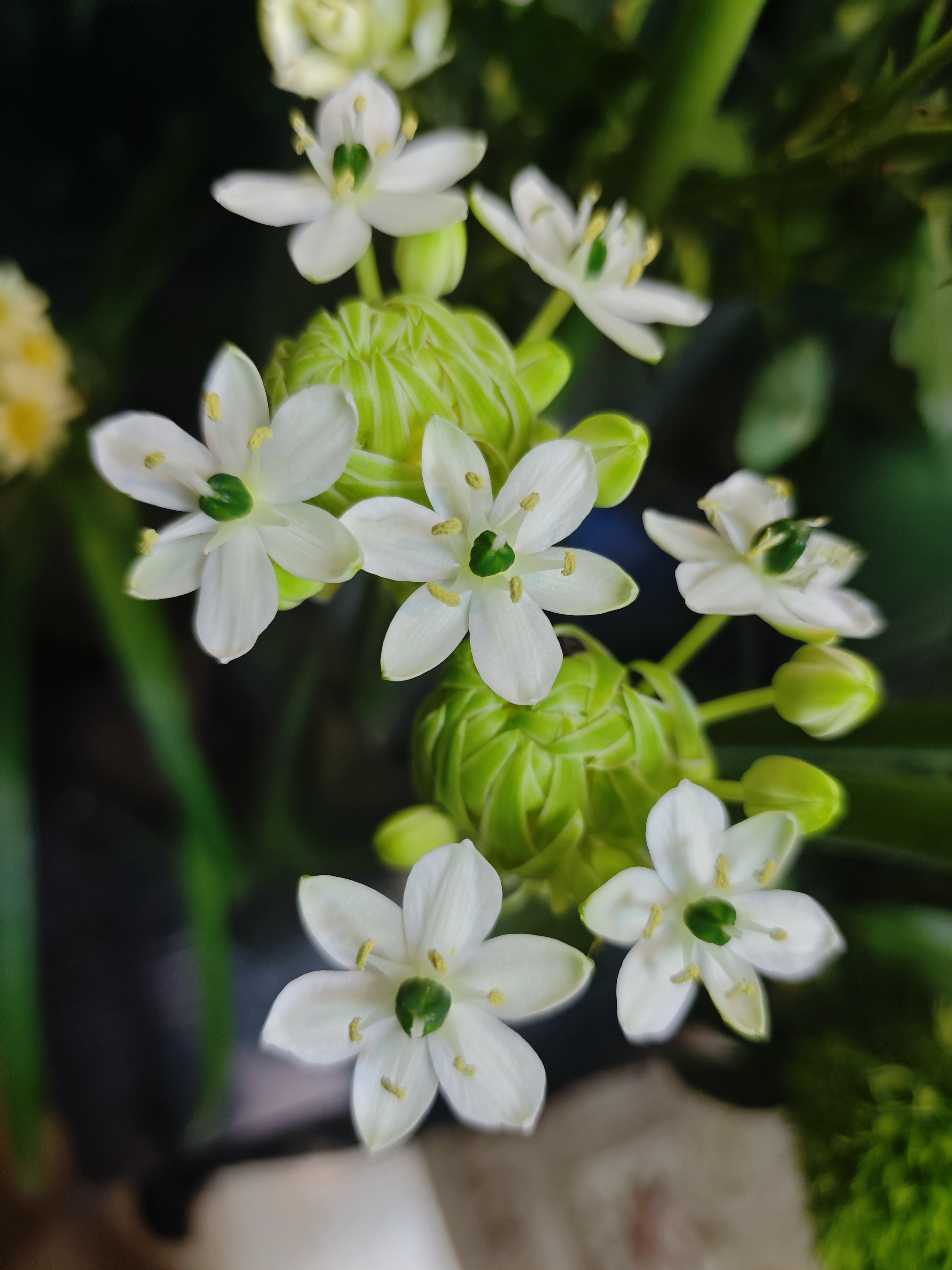 分享一种漂亮的花 :天鹅绒