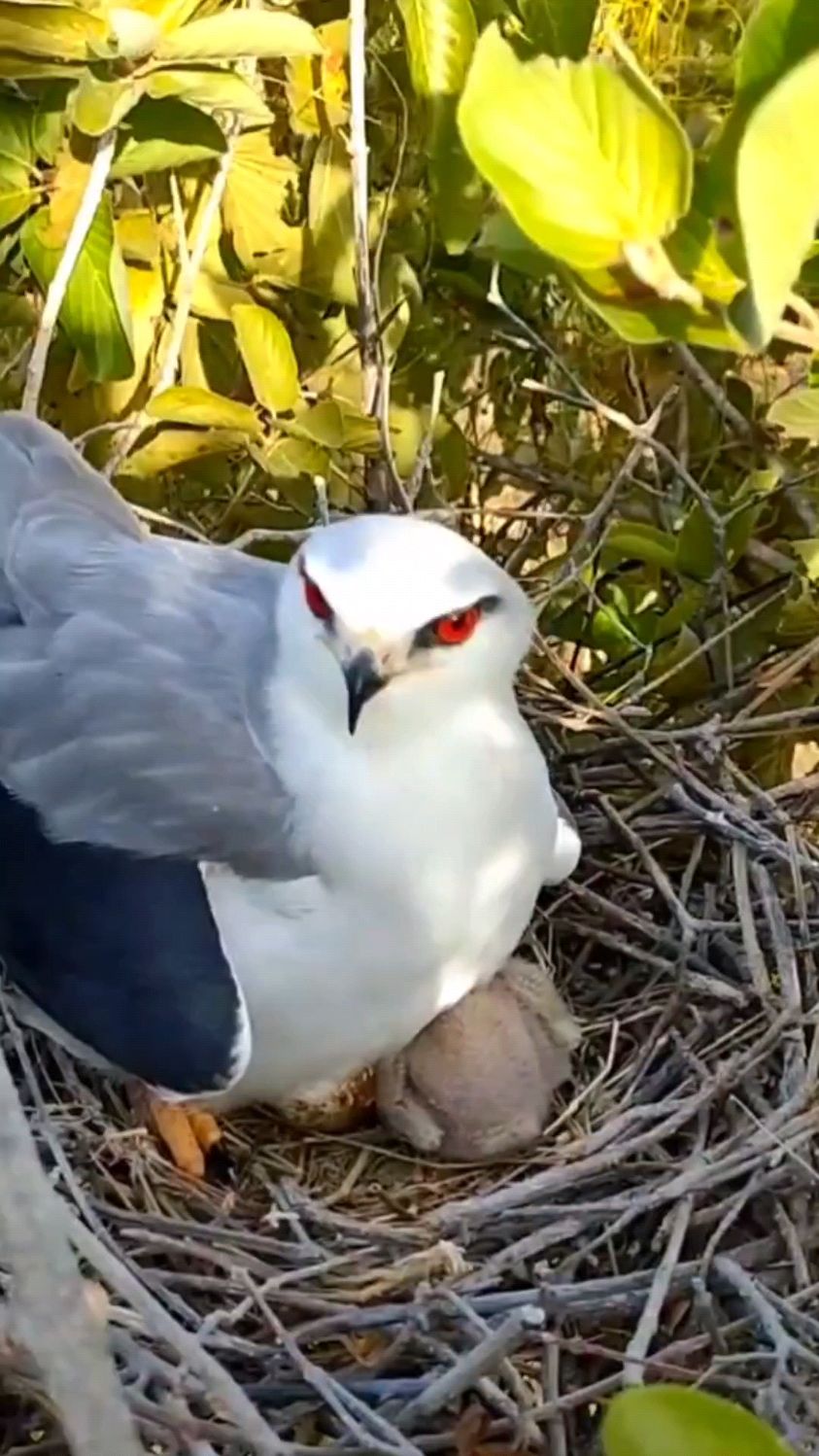 黑翅鸢为吃饱的幼鸟保暖