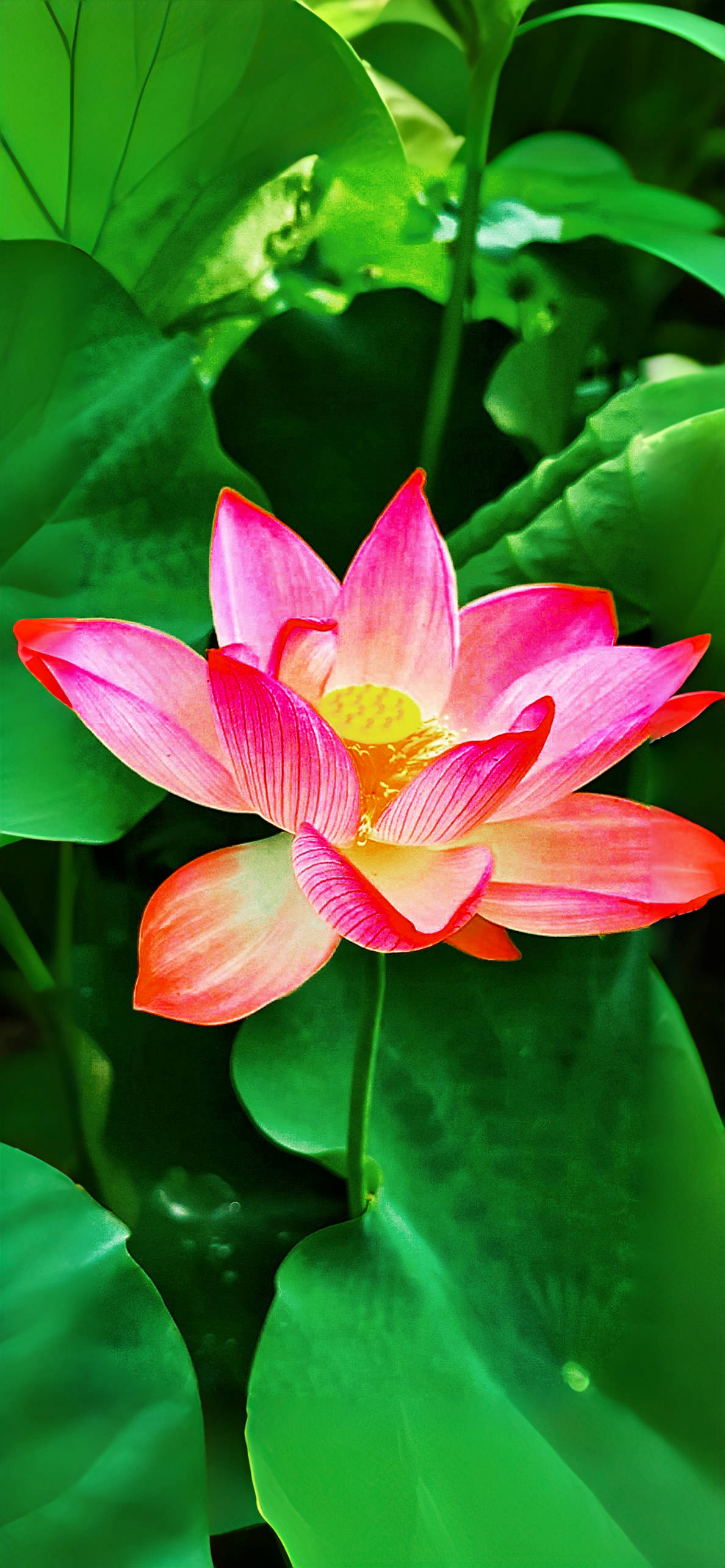 夏日滋味,人生况味,心有善良,满怀慈悲,一朵荷花,纾解烦闷,但凡小坐