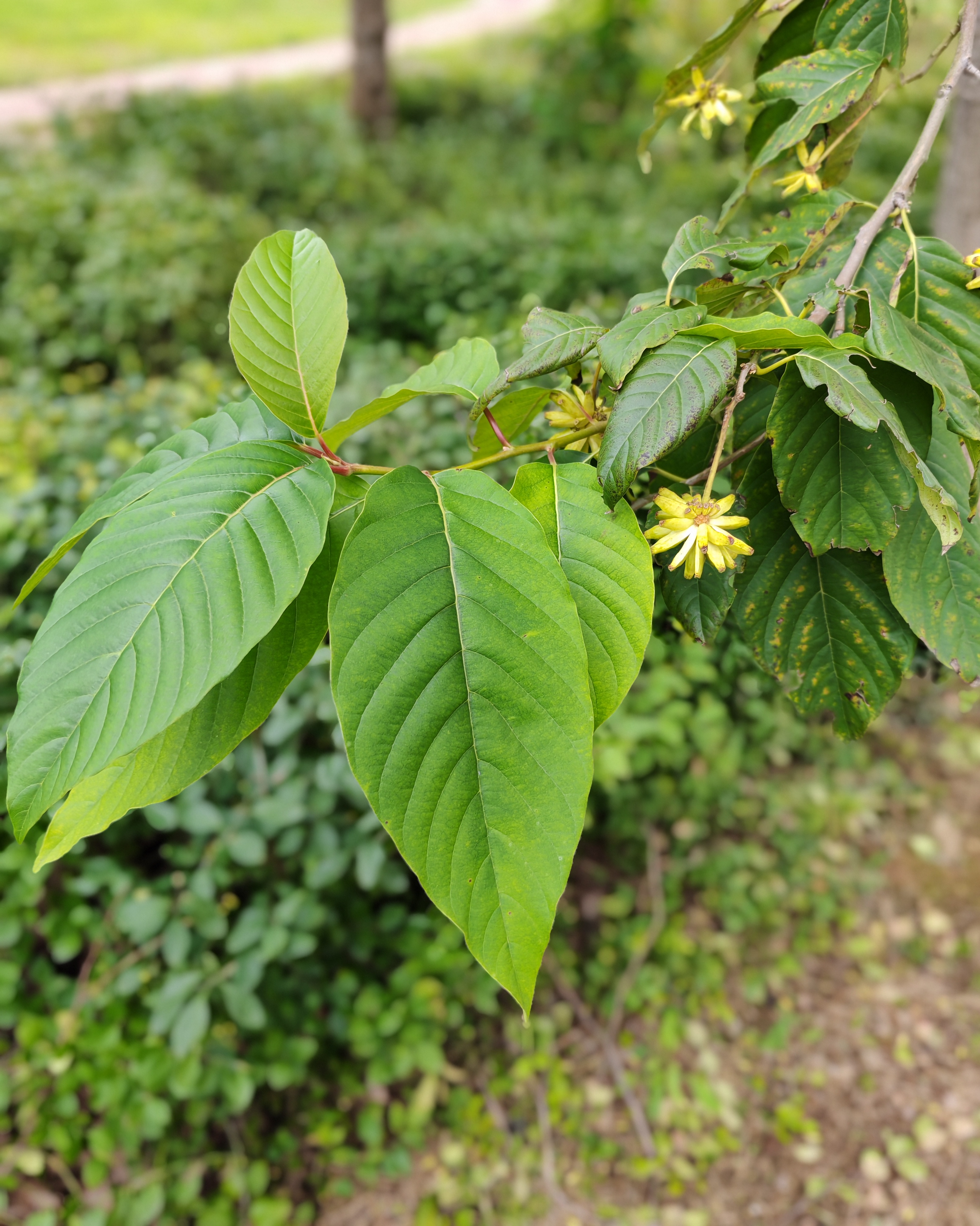 迷你香蕉球果