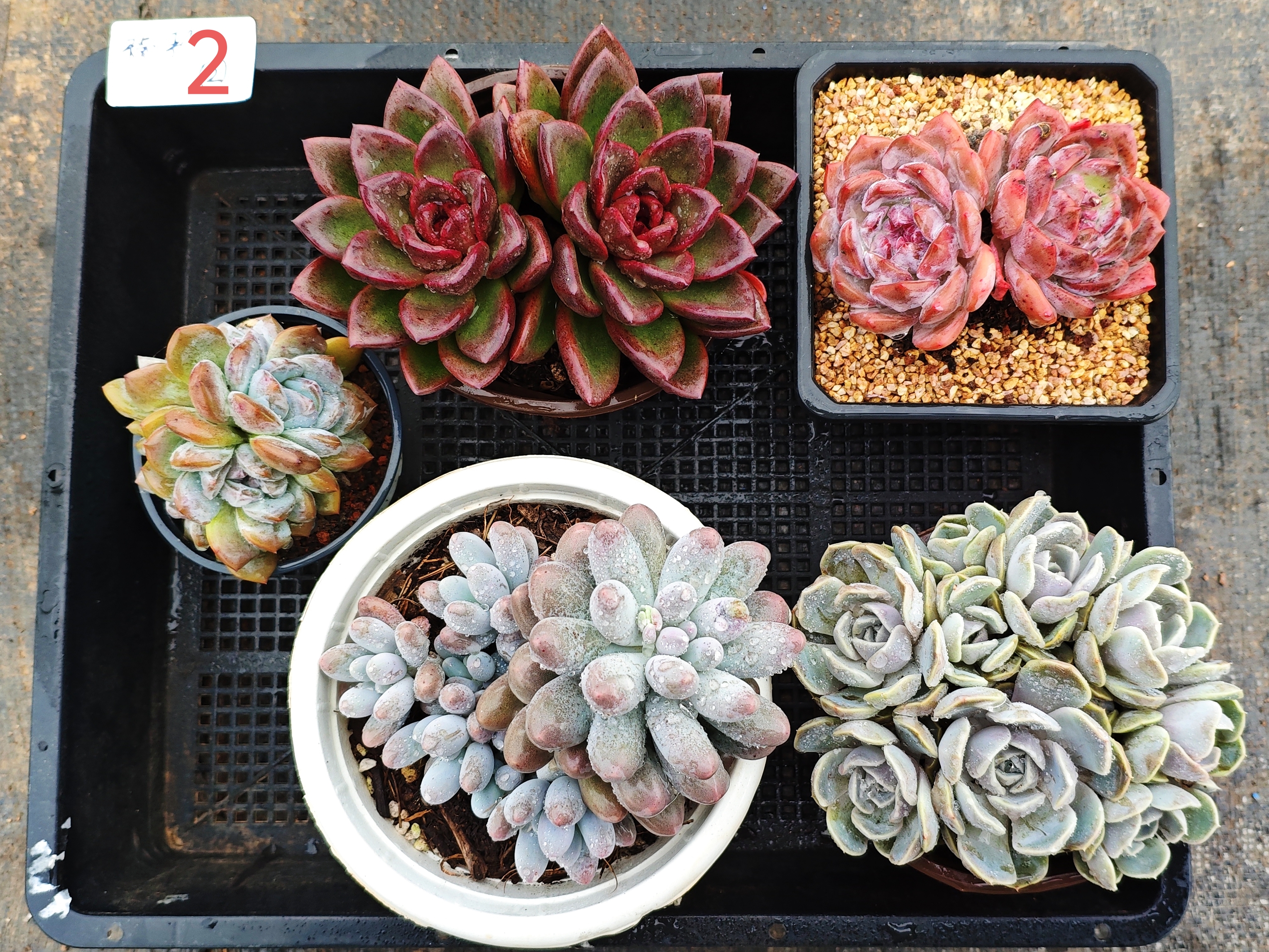 云南多肉基地淘来的粉丝福利,棵棵爱不释手!29.9一筐,喜欢留言