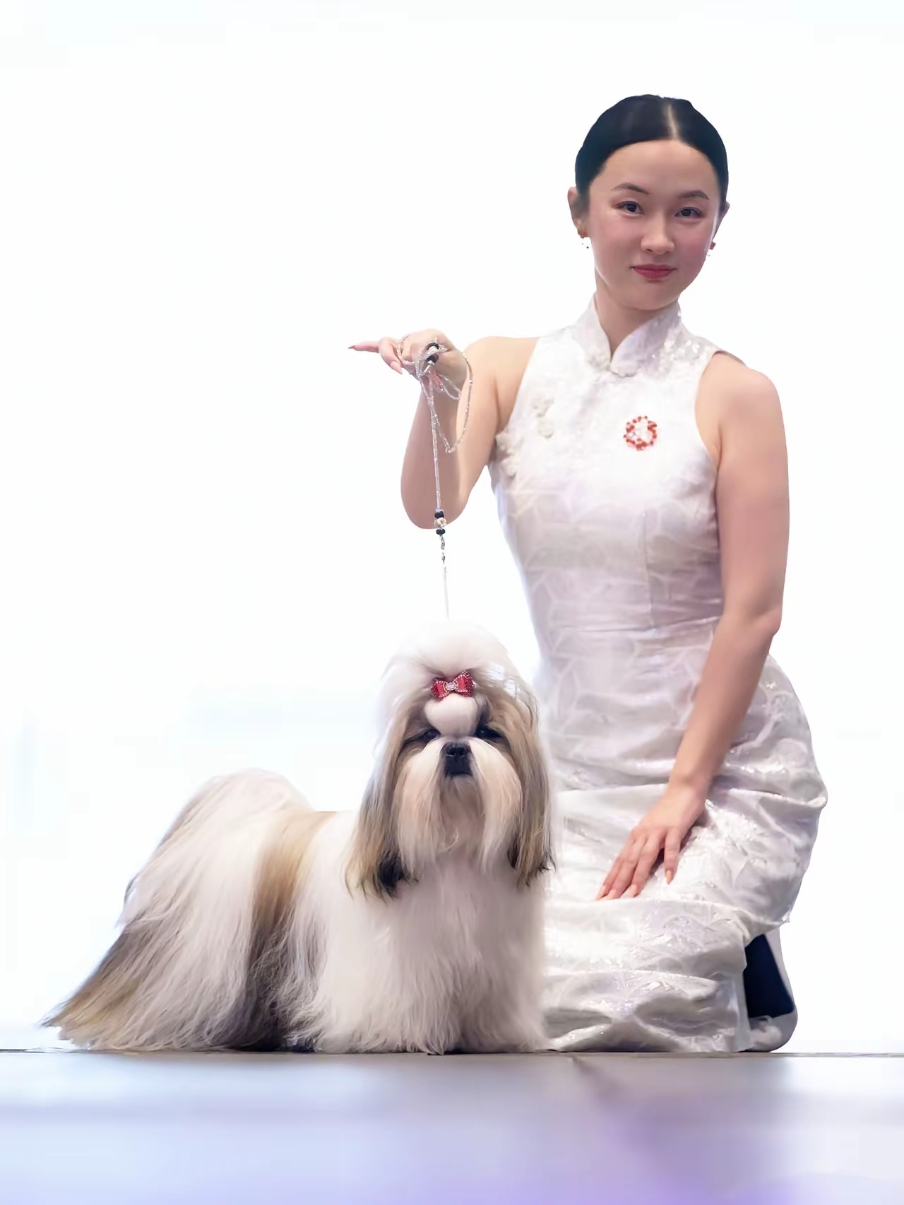 这只是她家的西施犬她家里还有比格犬约克夏中国冠毛犬棉花面纱