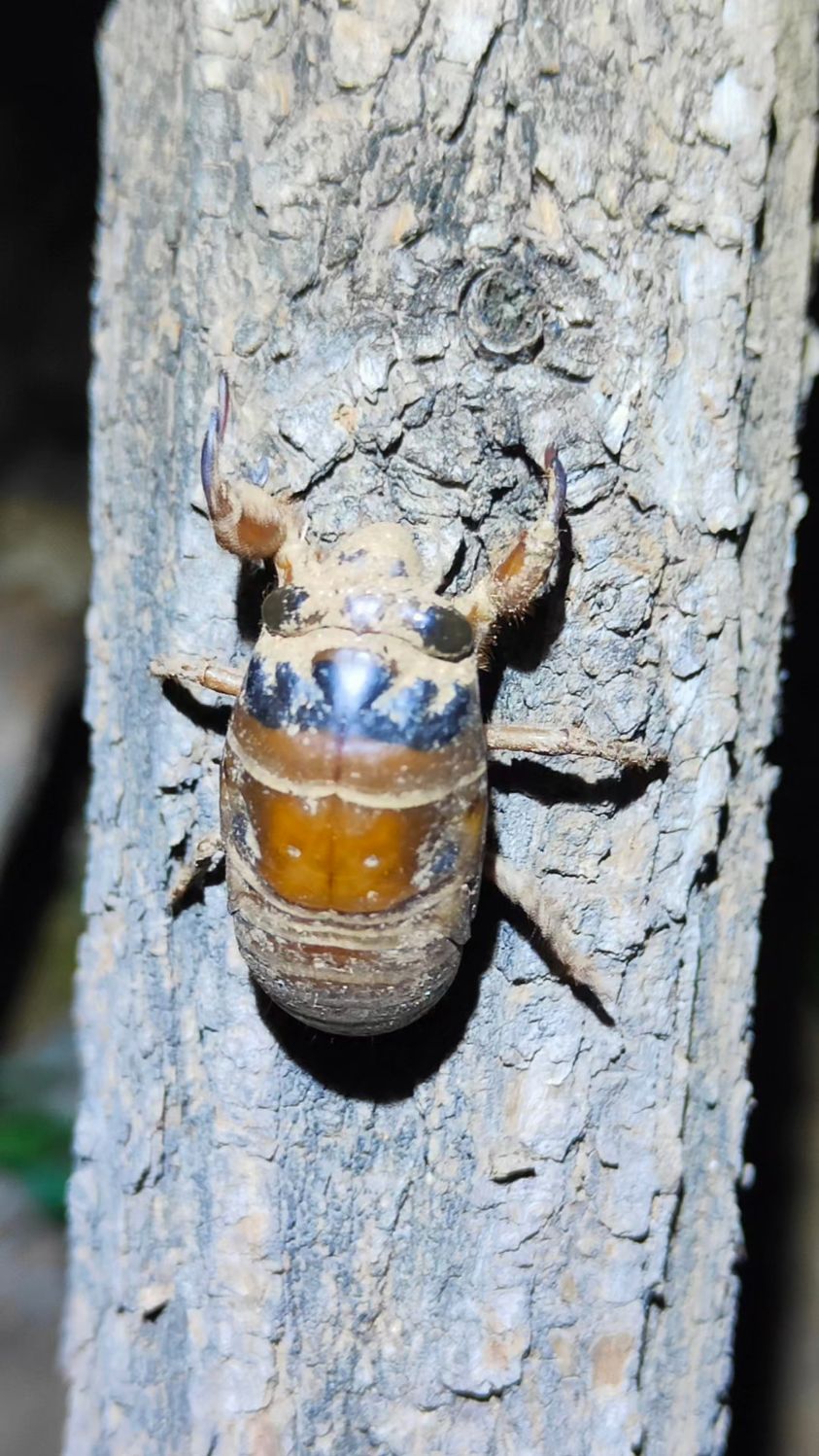 手电水桶树林边,抓知了猴第五天.2025年,抓知了猴的季节开始了