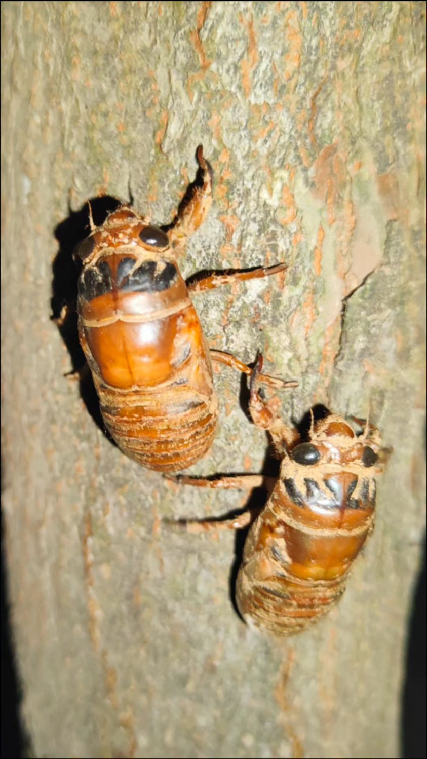 手电水桶树林边,抓知了猴第六天.2025年,抓知了猴的季节开始了