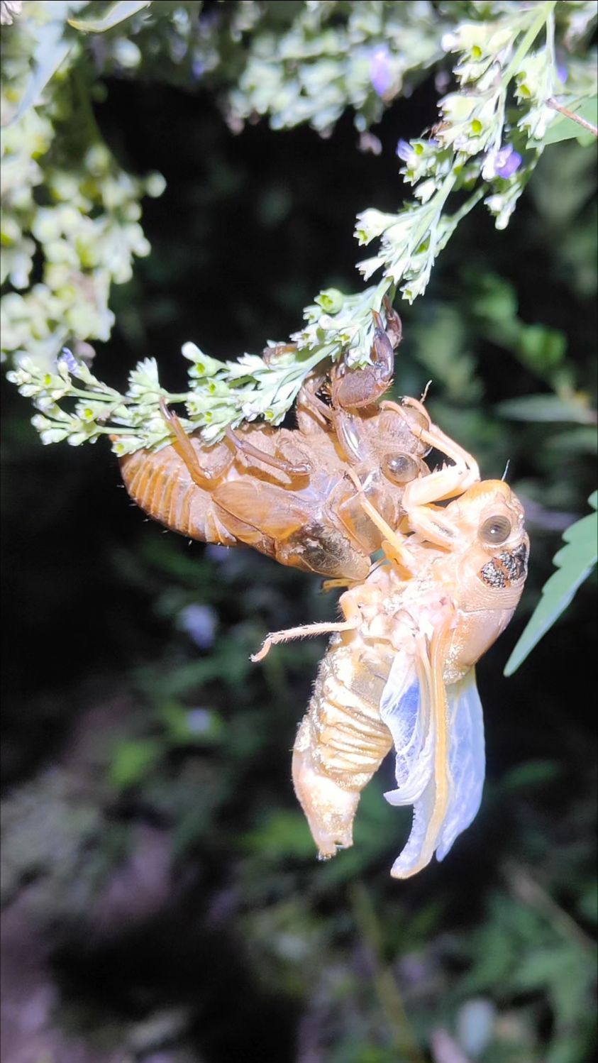 手电水桶树林边,抓知了猴第十天.2025年,抓知了猴的季节开始了