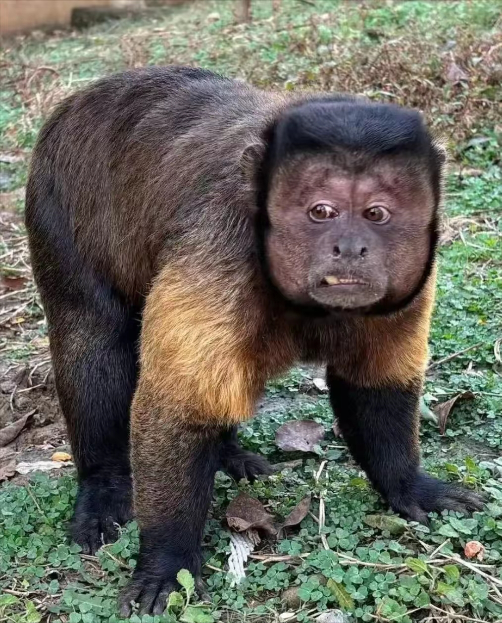 5月21日,因"国字脸"丑萌走红的合肥野生动物园顶流网红黑帽悬猴"大壮"