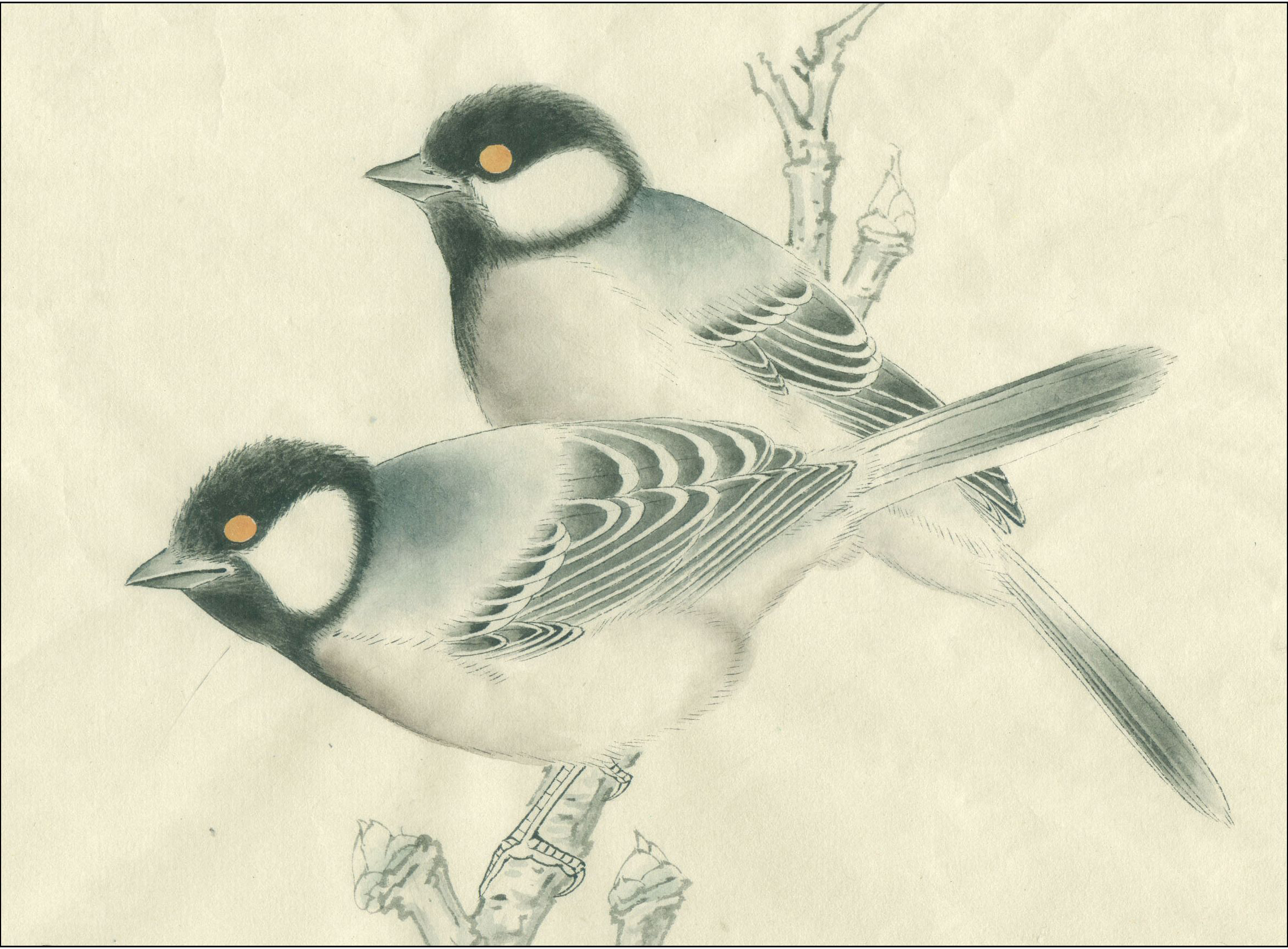 24种鸟工笔设色步骤7