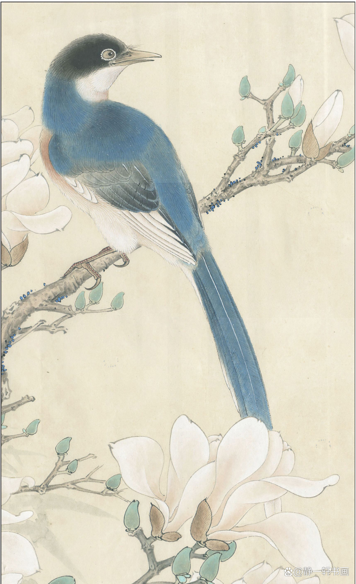 喜鹊摄影构图插画教程,一分钟就会 喜鹊摄影构图插画教程,一分钟就会