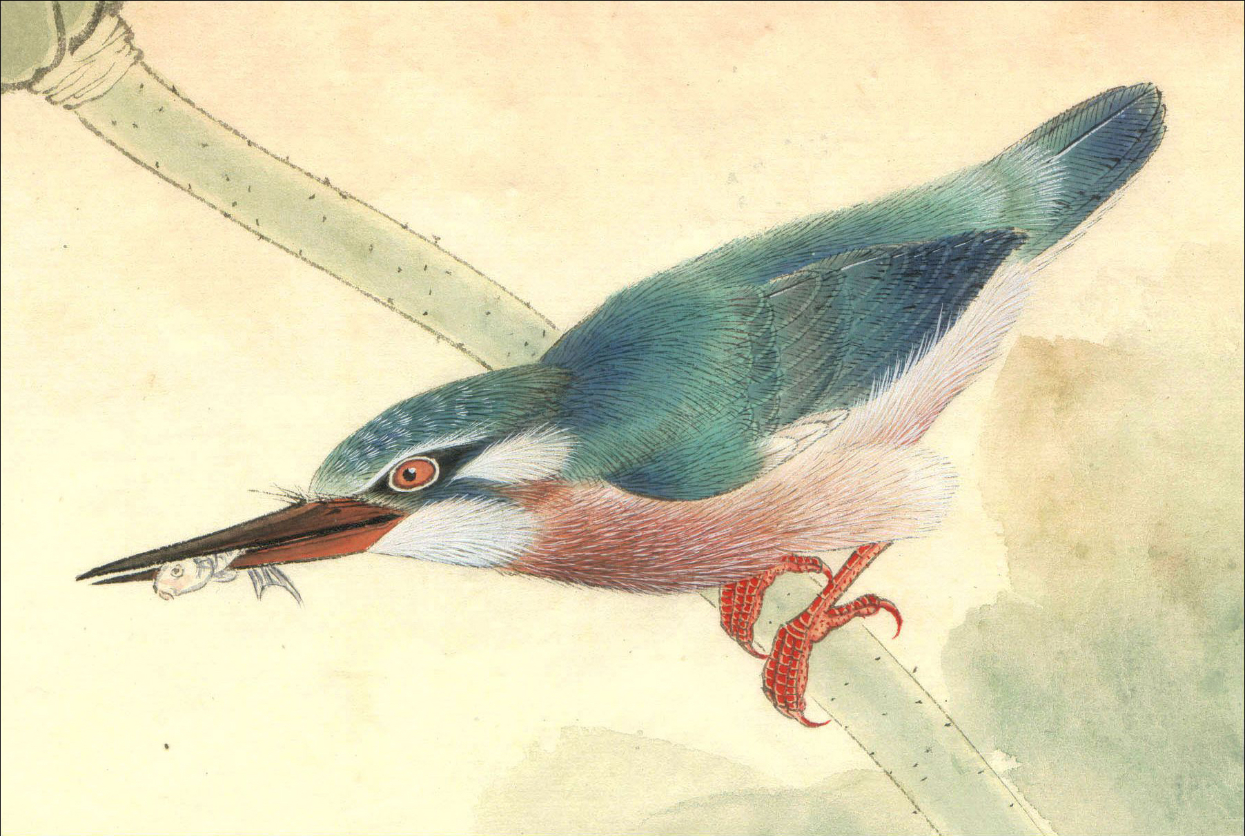 24种鸟类工笔设色步骤16