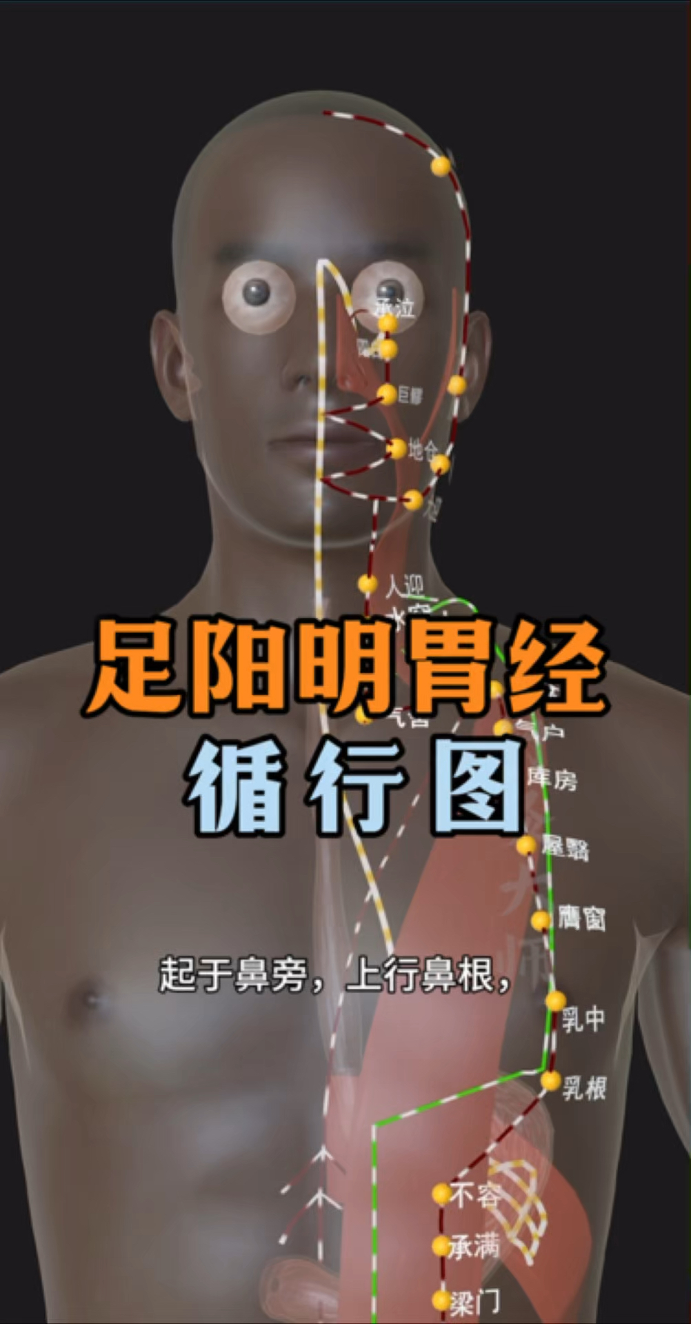 十二经脉之足阳明胃经循行路径图