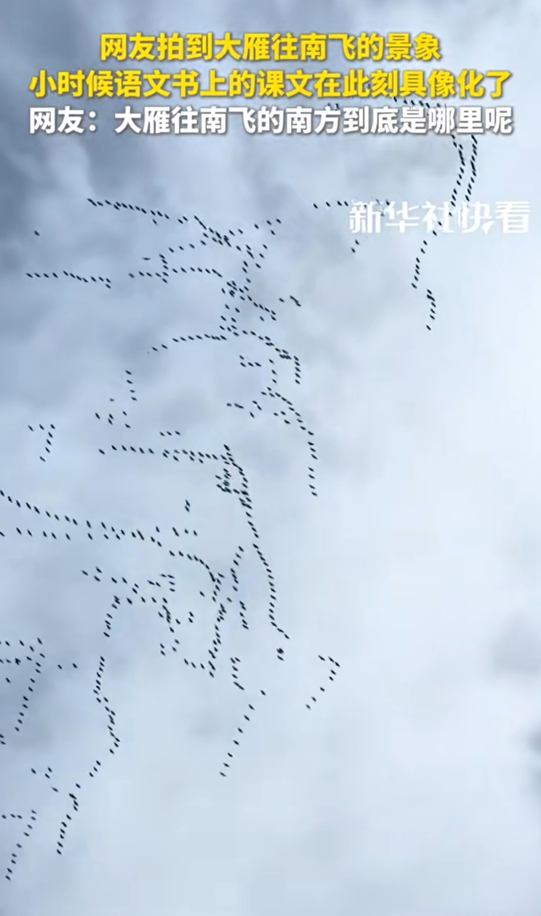 候鸟迁徙季来临无数网友拍到大雁列队南飞的壮观景象但你知道吗?