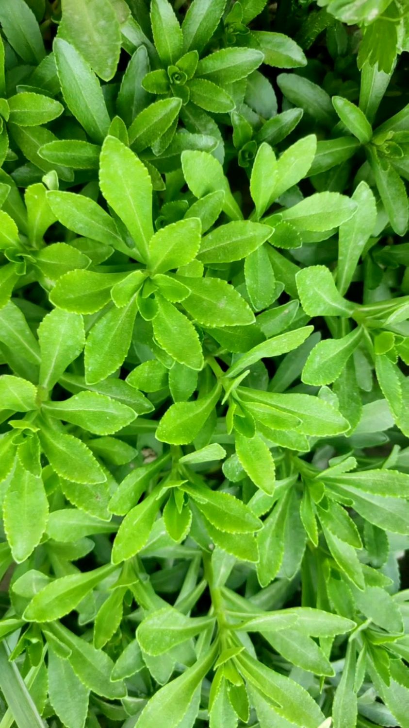 救心菜,养心又补钙,蚊虫叮咬止痒快,种起来特别简单