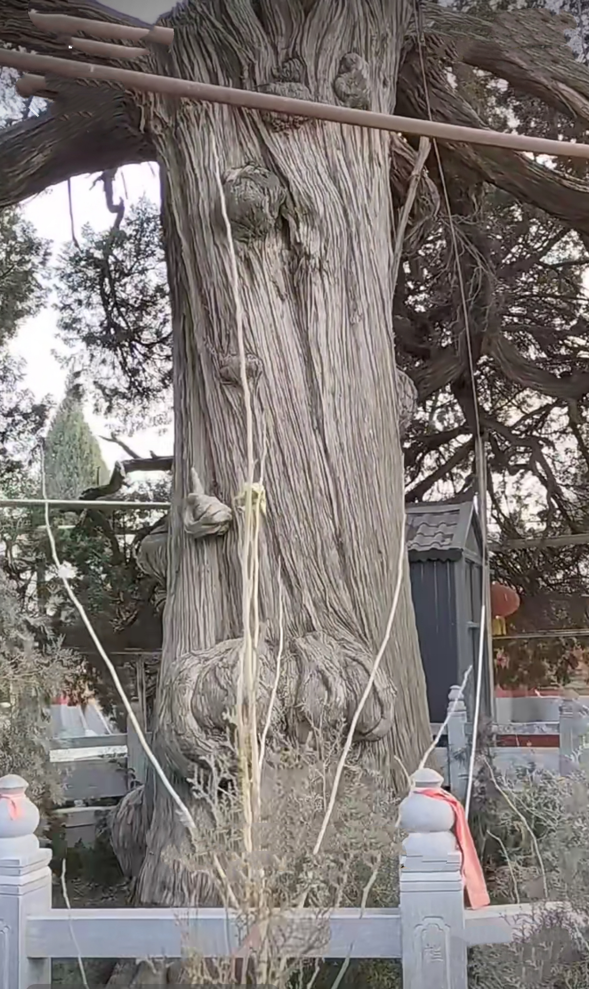 冬日小众旅行# 临漳县"天下第一柏"你知道吗?