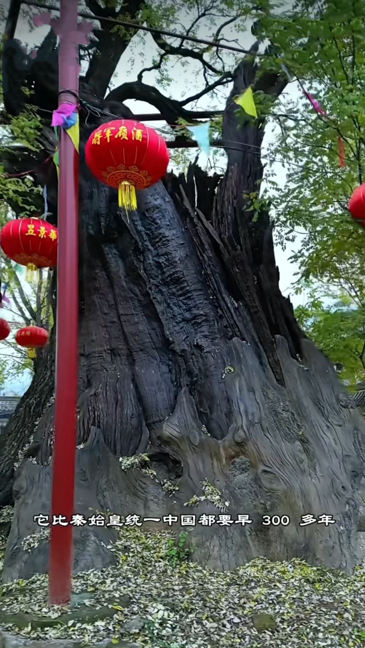 这就是位于河北邯郸涉县固新村,相传植于秦汉,盛于唐宋,树龄超2000年