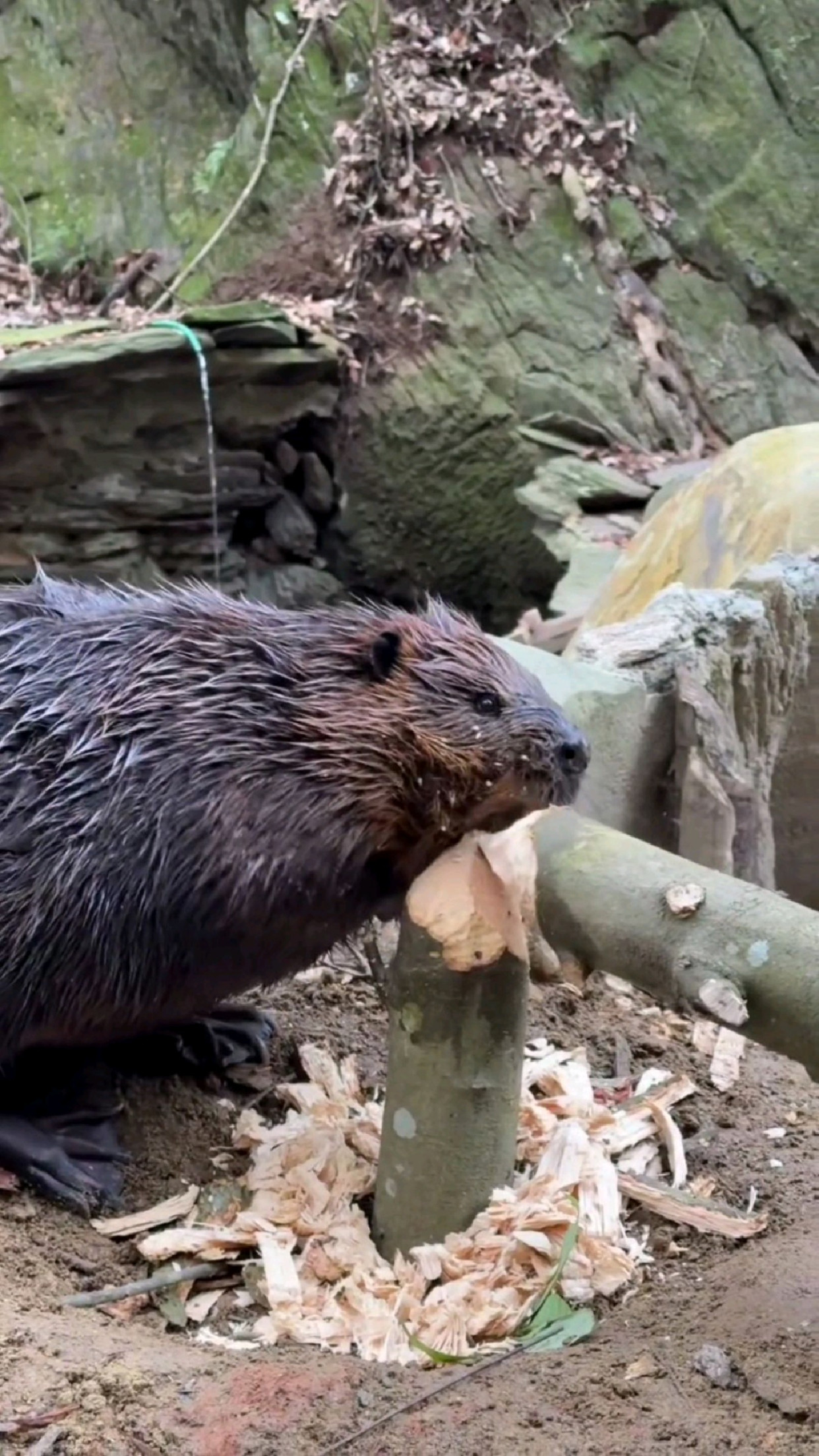 大自然的水坝工又开始辛勤的工作了,河狸