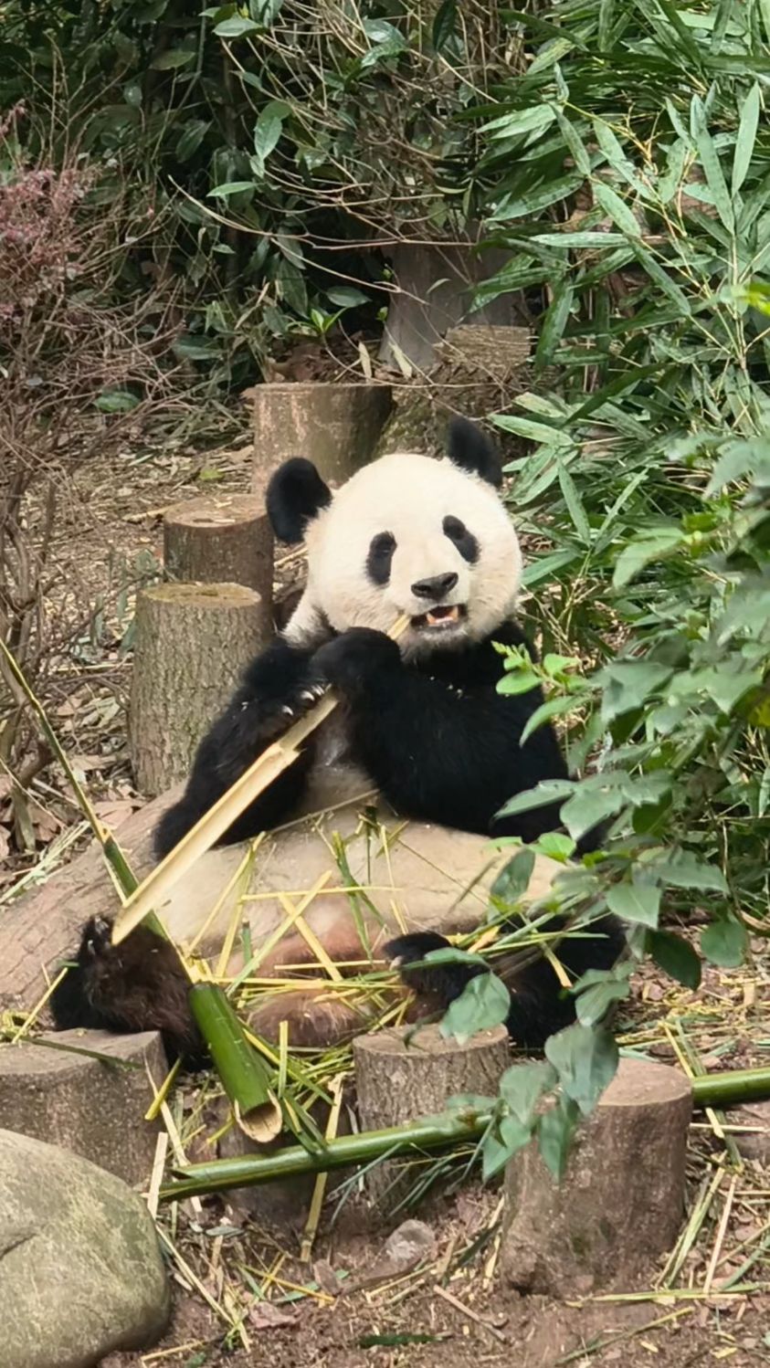 有一个网红打卡点熊猫基地,看中国的国宝大熊猫!
