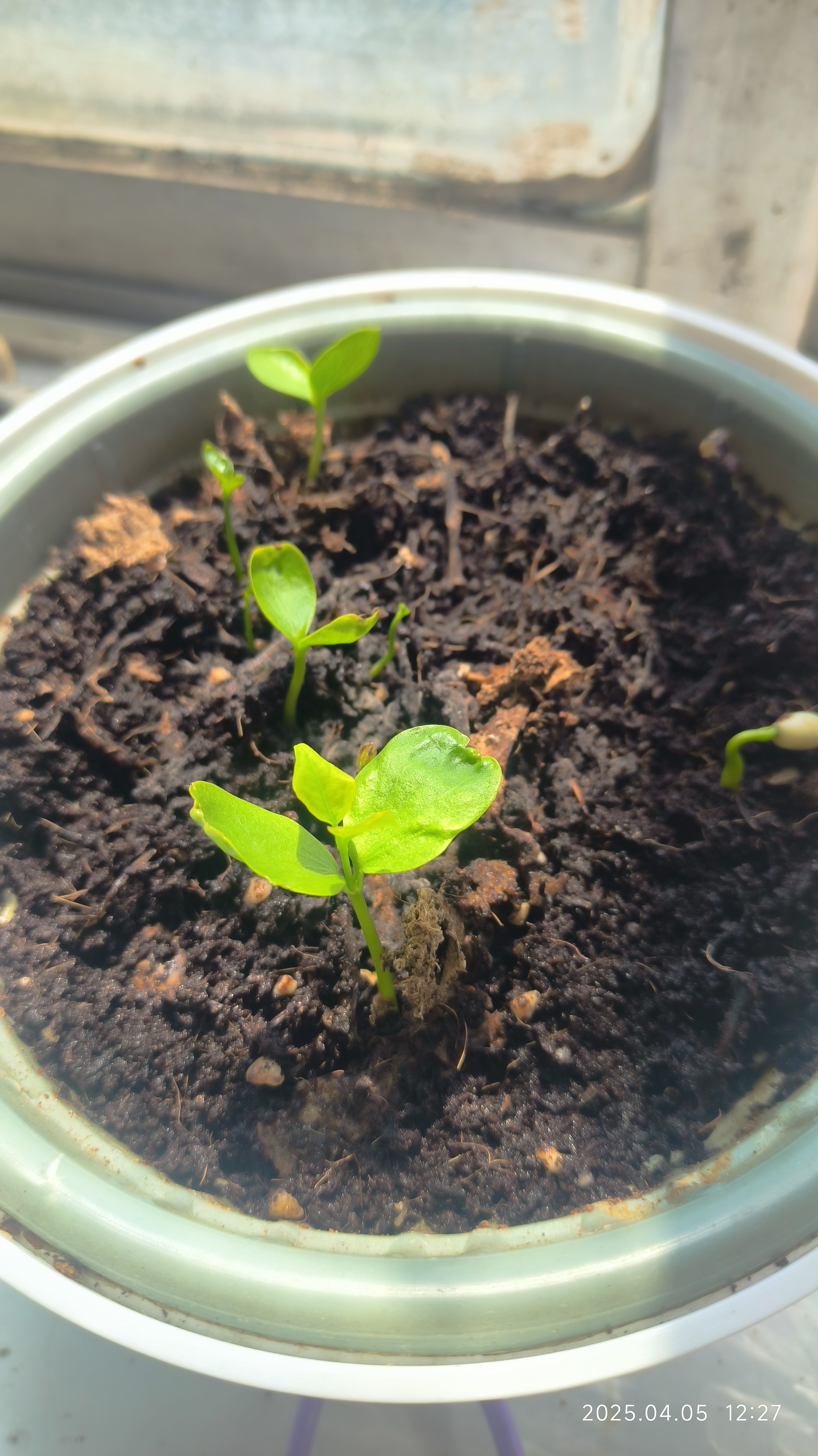 而今, 春暖花开,种子也开始生根发芽