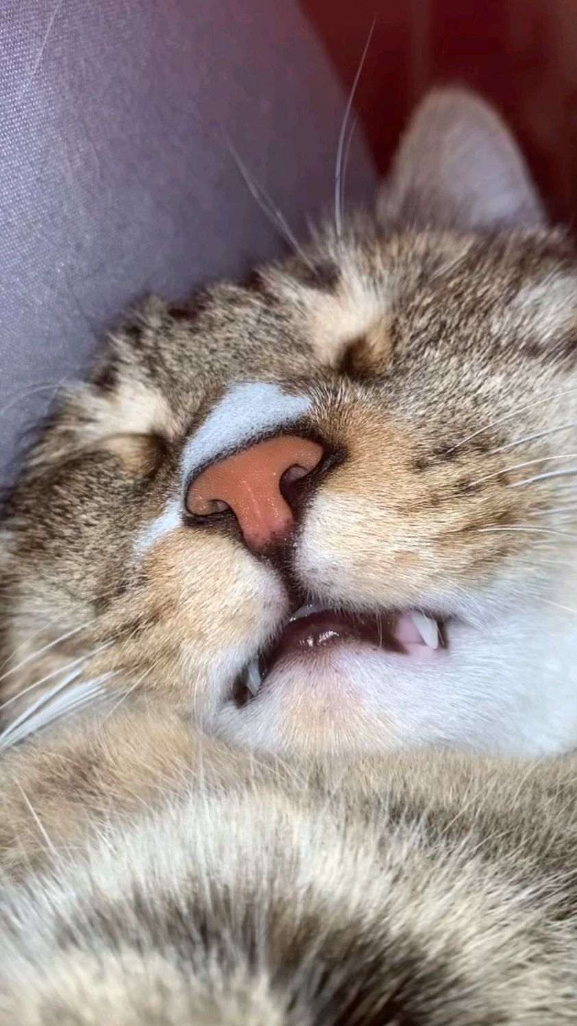 两颗小虎牙 又萌又可爱