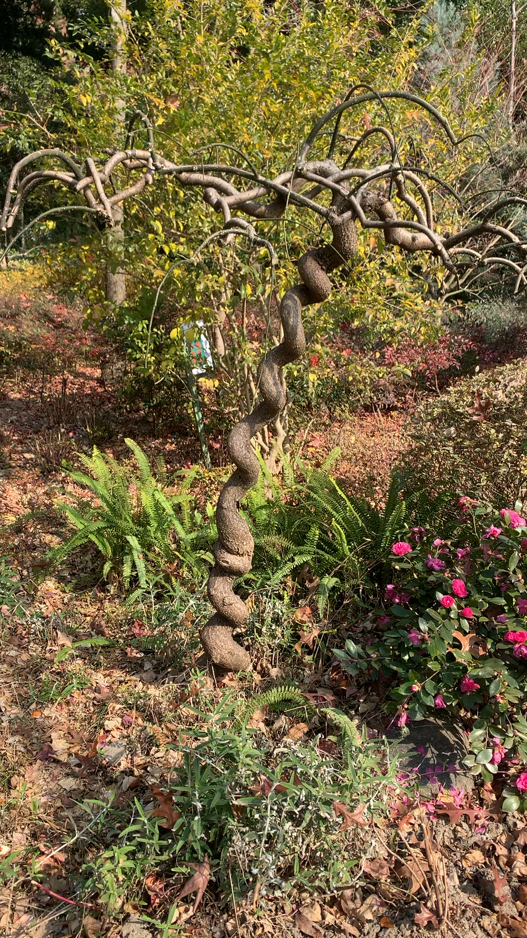 和平公园的扭扭树,可爱又三年了