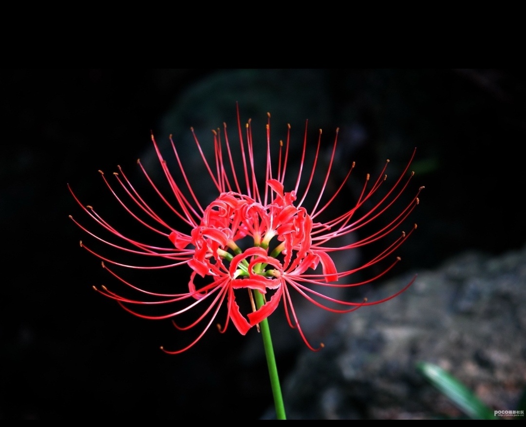 大多数人之所以自卑和痛苦,就是一直活在别人的世界