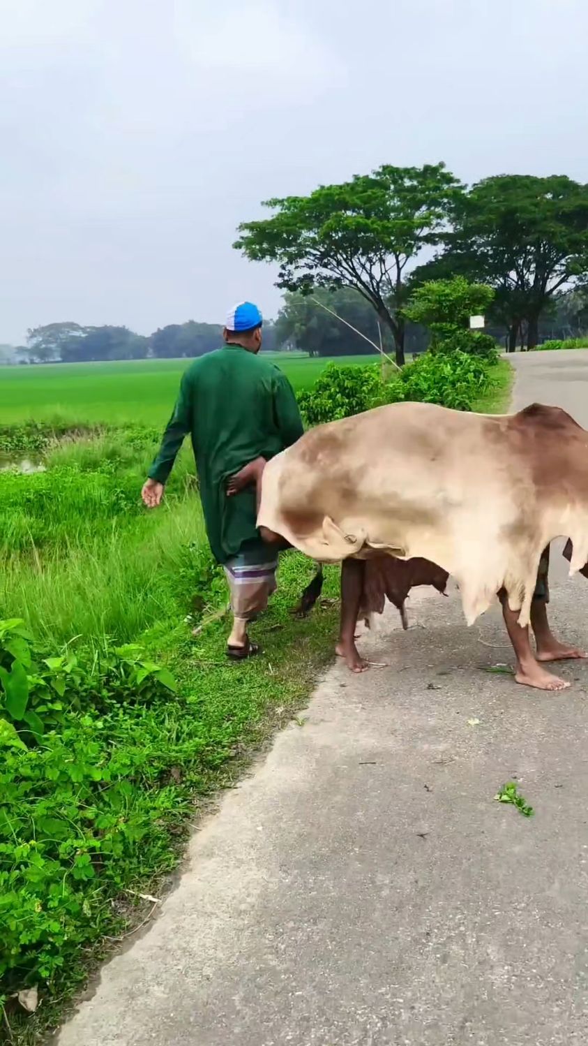 男子走在路上,被牛一脚踹倒,这头牛有点奇怪
