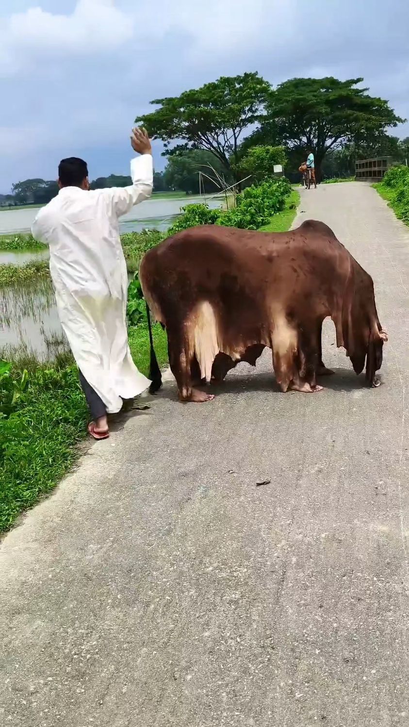 男子走在路上被牛一脚踹倒,原来这头牛有点不对劲