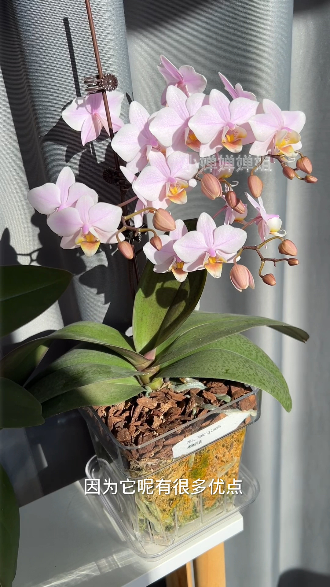推荐这个槟榔西施蝴蝶兰,颜色美,花量大,好养活!