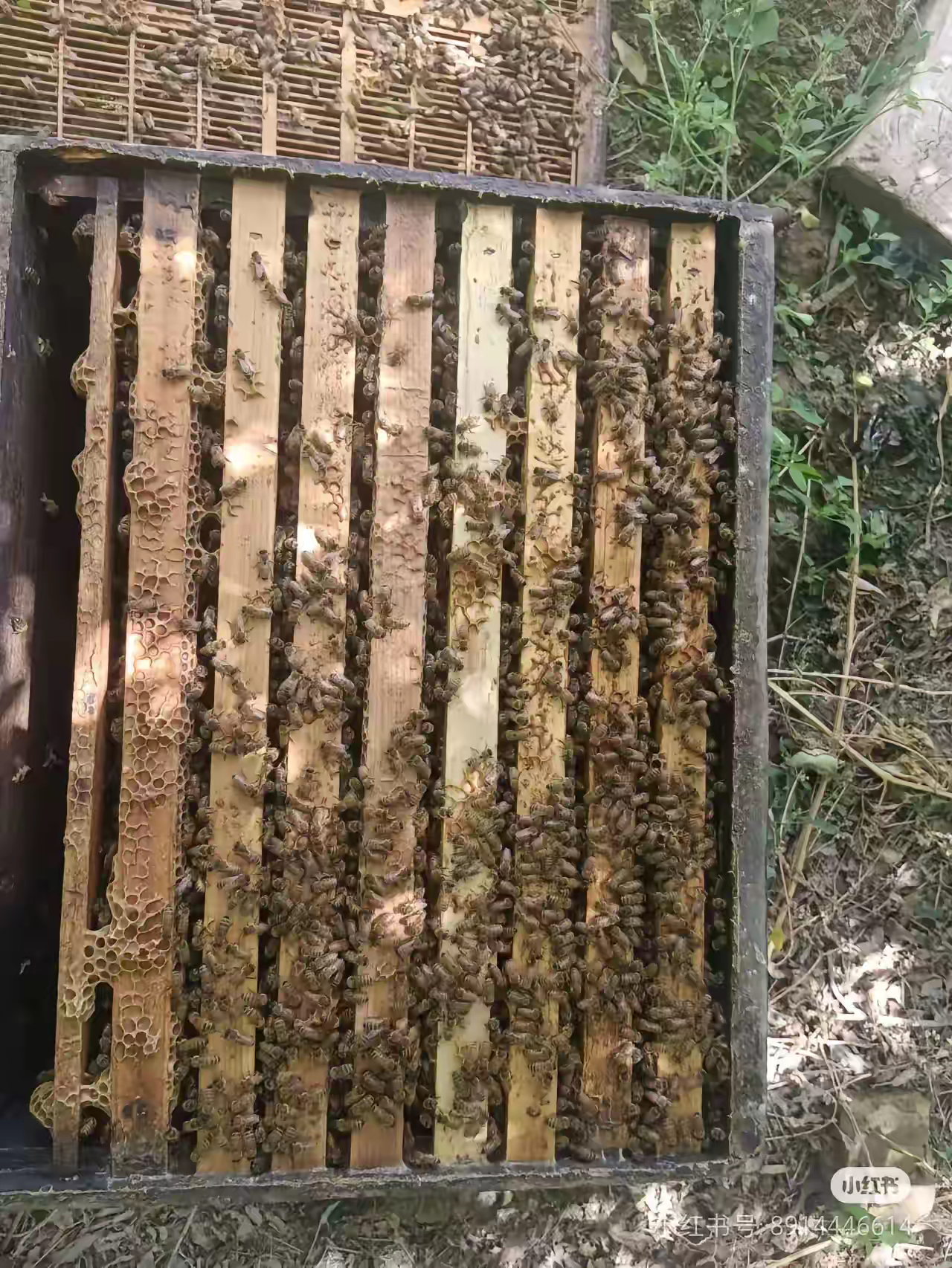 土蜂蜜会结成硬块吗为什么(土蜂蜜会起泡吗) 土蜂蜜会结成硬块吗为什么(土蜂蜜会起泡吗)