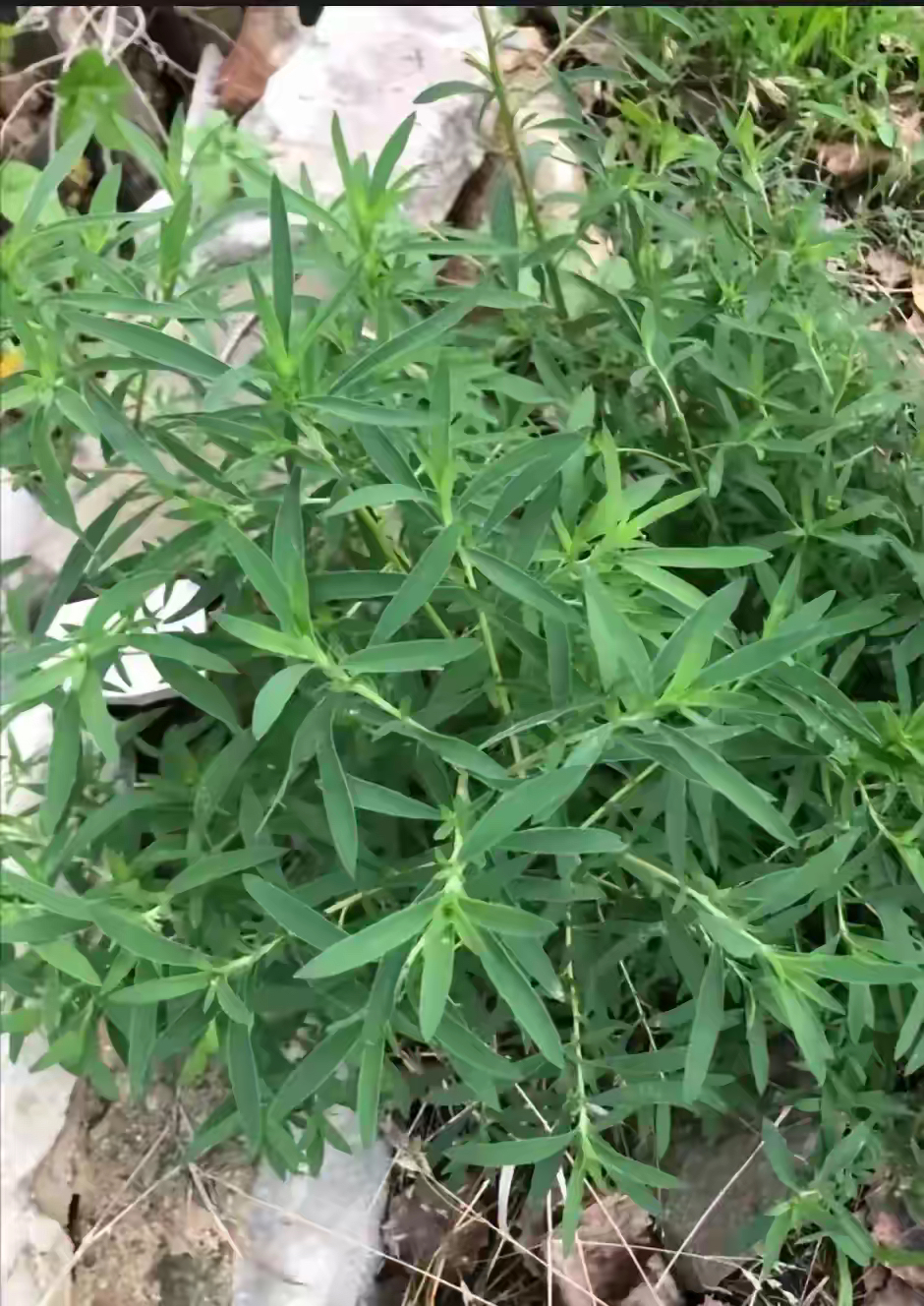 最近突然发现了一个奇怪的现象,农村人得脑梗的越来