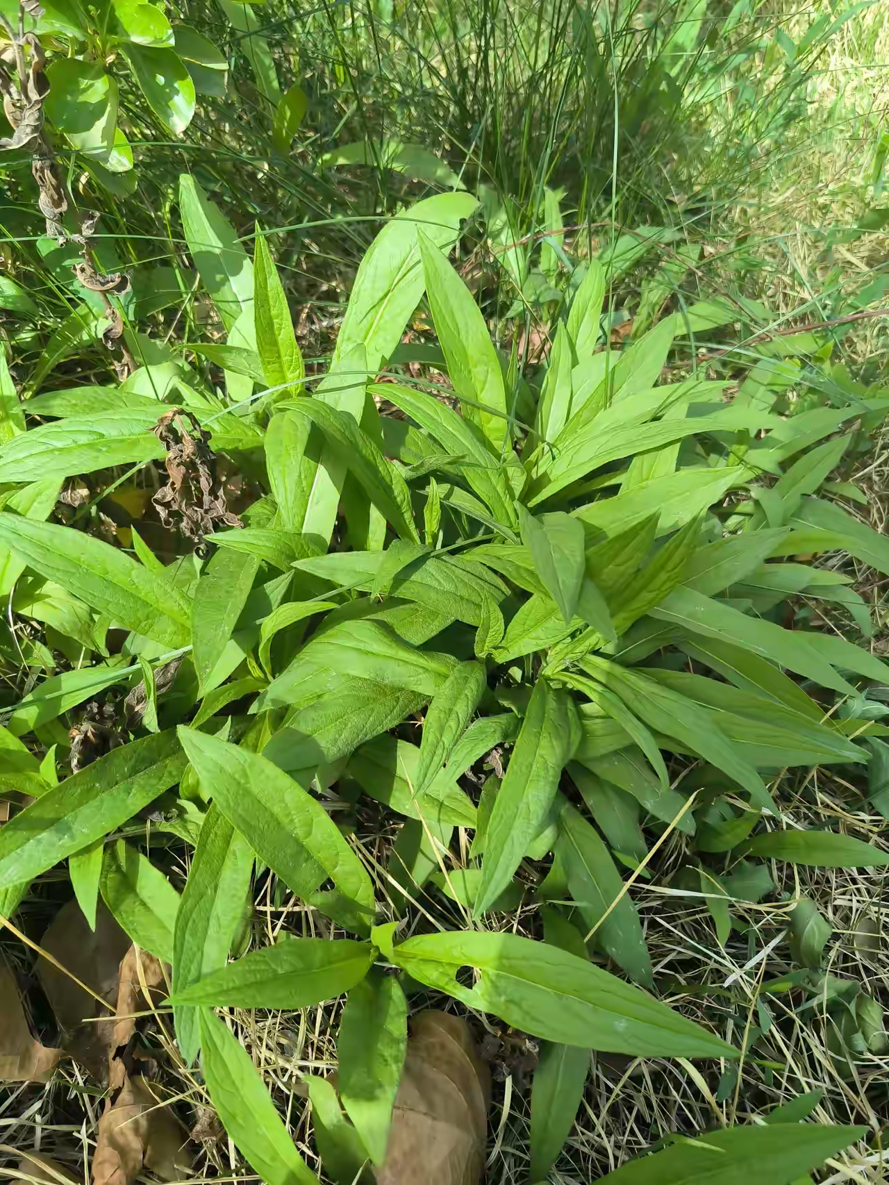 压惊草的图片天针地针痛风草卷心蛇草药细心草是什么药材图片赤道草