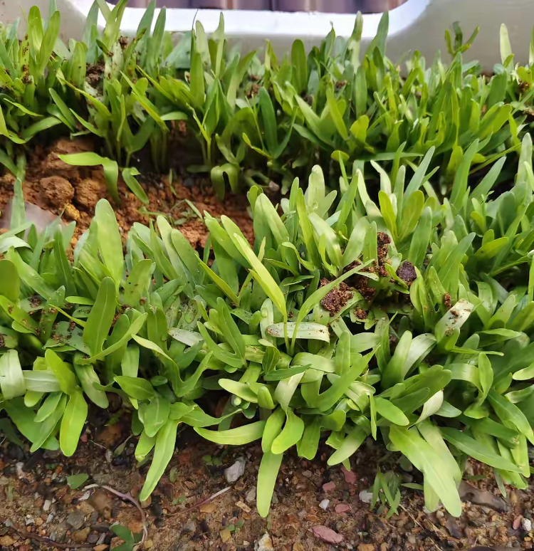 为高考天堂,难度小,录取率高,但是现在无论隔镒 苗图片牛皮菜发芽幼苗