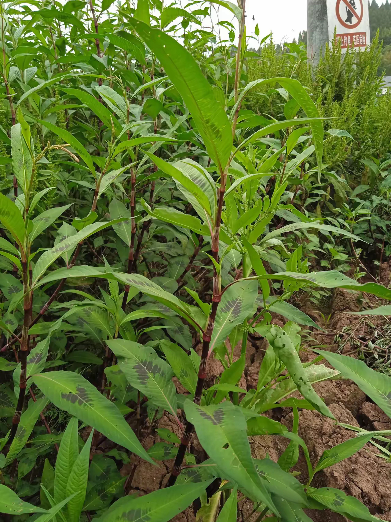 窗户玻璃碎蛋捉孀映樘η懊绯赡晖计孳锿计咔宕笸即 官司草图片