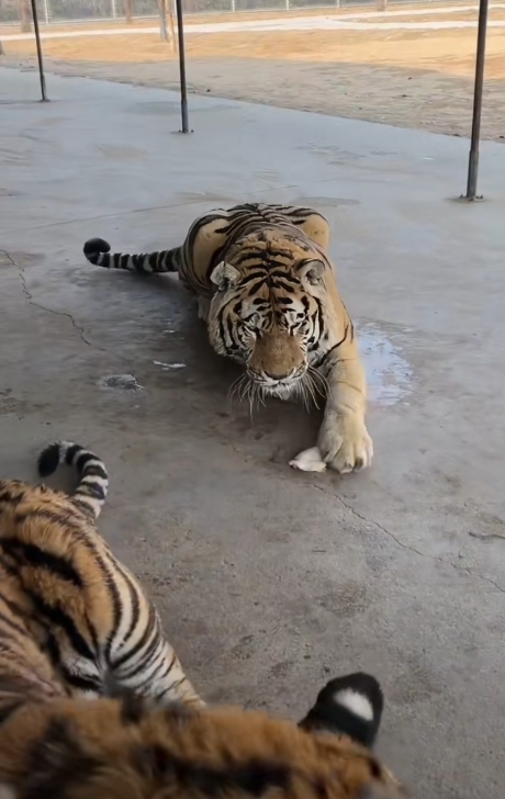 可是,当饲养员带着一块牛肉走过来,老虎立刻两眼放光!