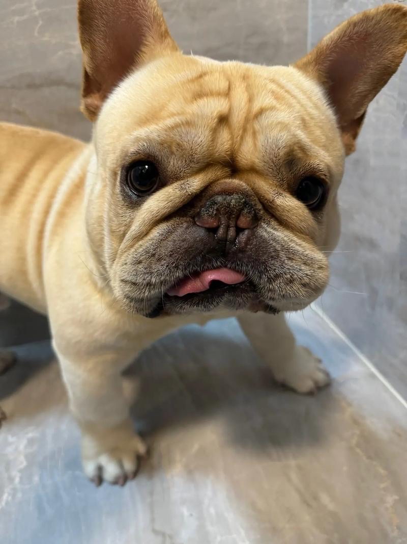 从生理结构来看,法斗是短鼻犬,脑袋长得很有