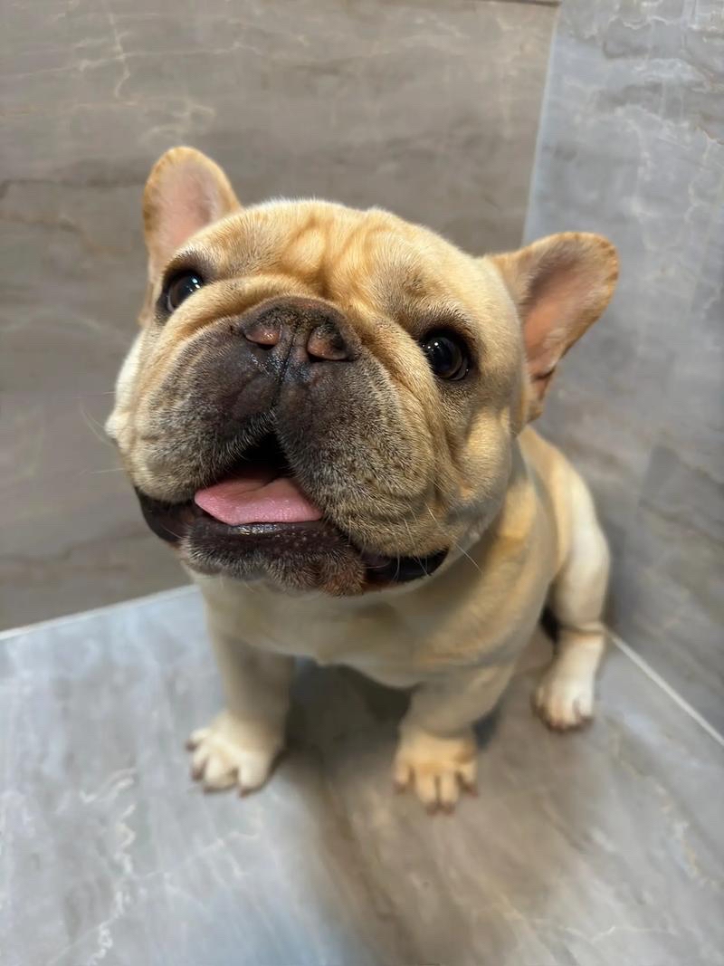 从生理结构来看,法斗是短鼻犬,脑袋长得很有