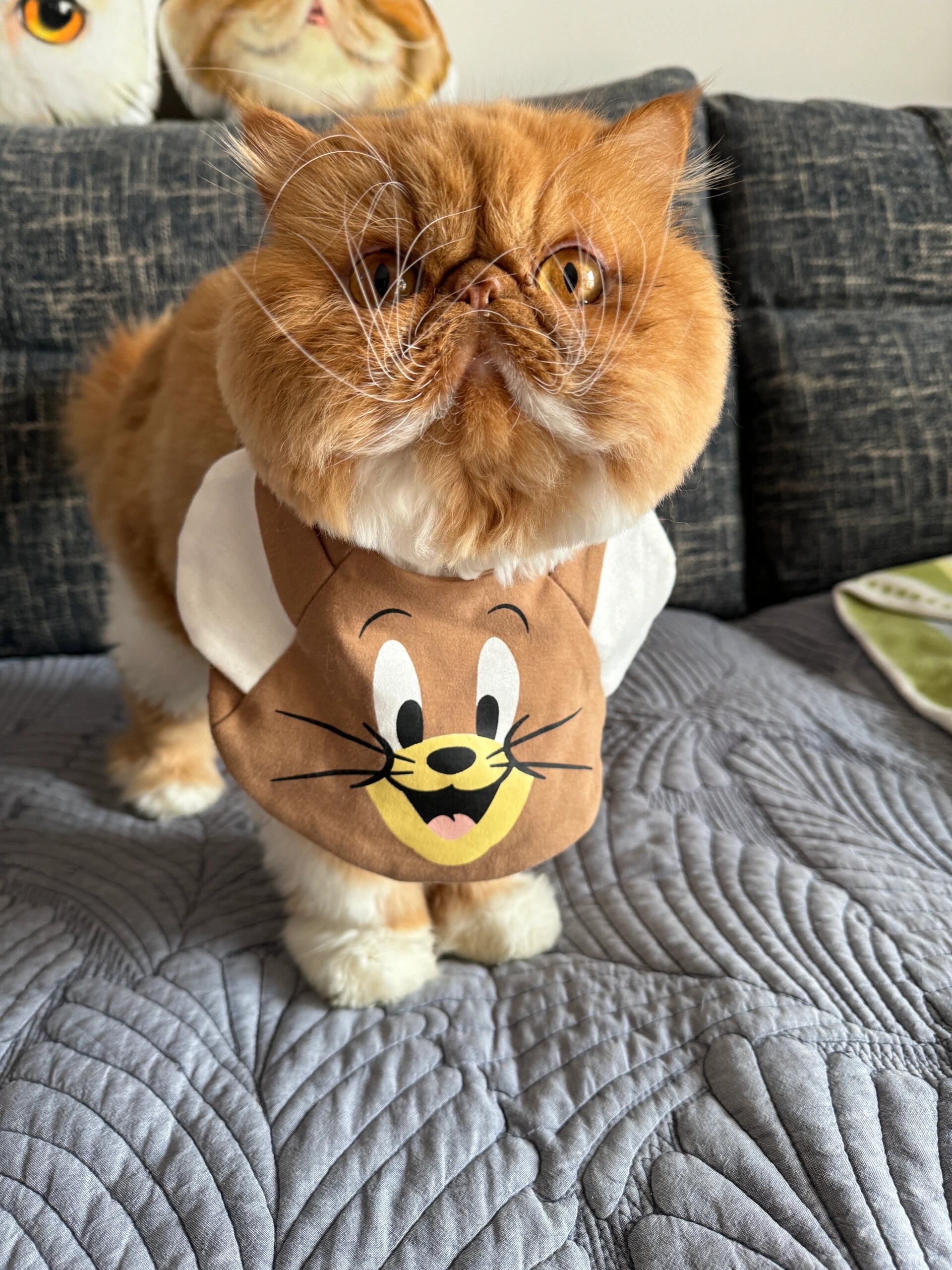 作为受欢迎的宠物猫,除了"爱吃千层面""懒癌晚期"