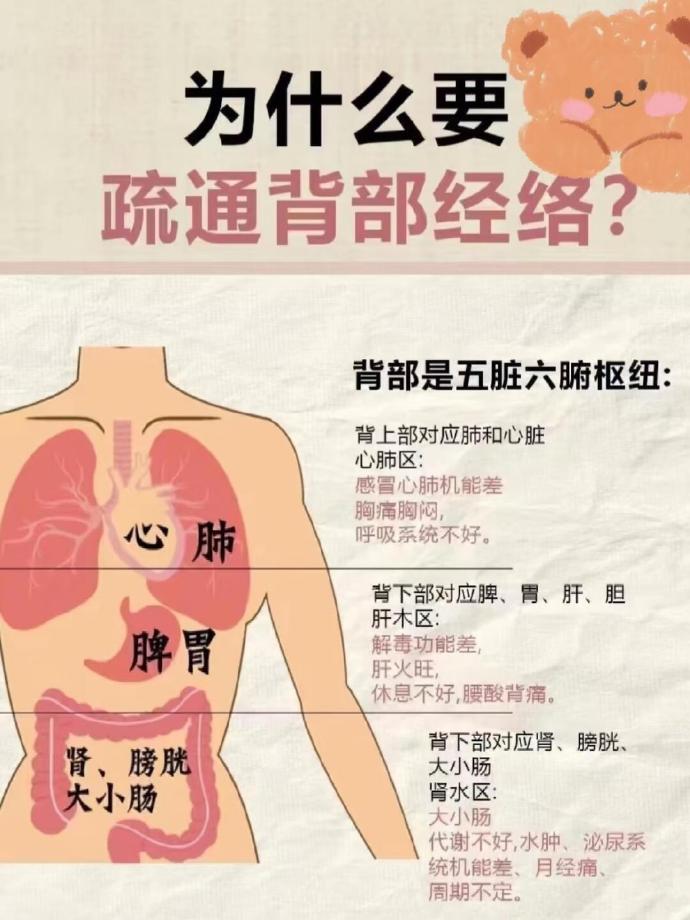 疏通背部经络能让气血更顺畅地在体内循环,为身体各组织器官送去充足