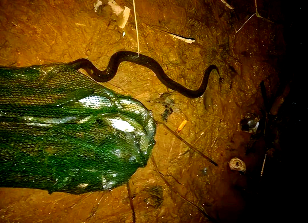 夏日夜钓防蛇秘籍!这些方法让你远离毒蛇威胁