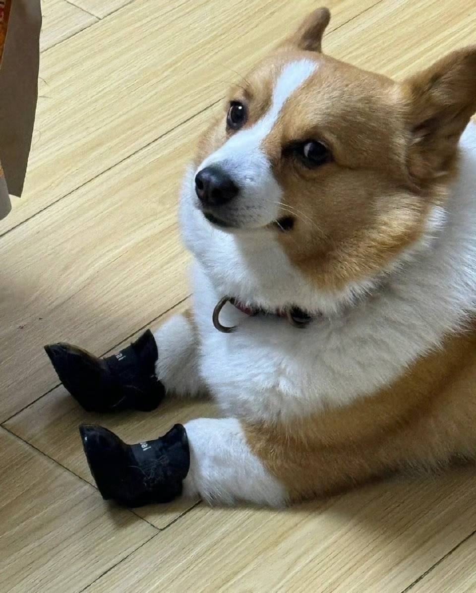 柯基的腿和鞋子一样长