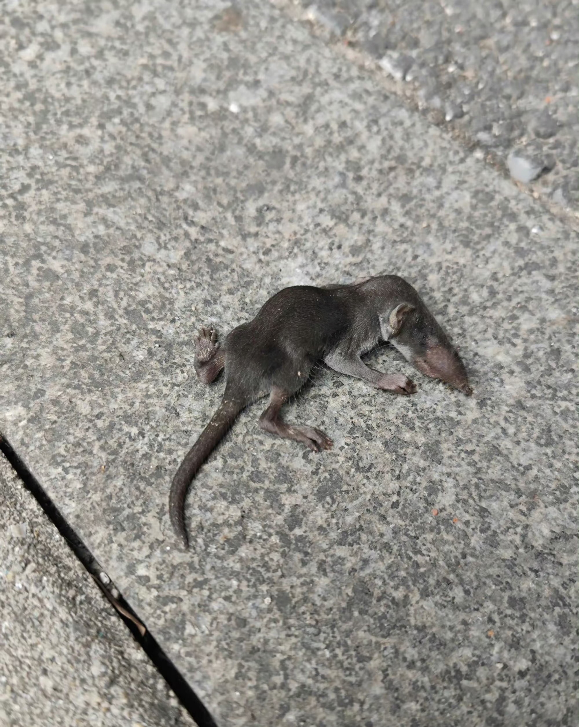 网友:这是我今天路边看到挂了的鼠,背部突起,肌肉发达,脚趾长,最怪就