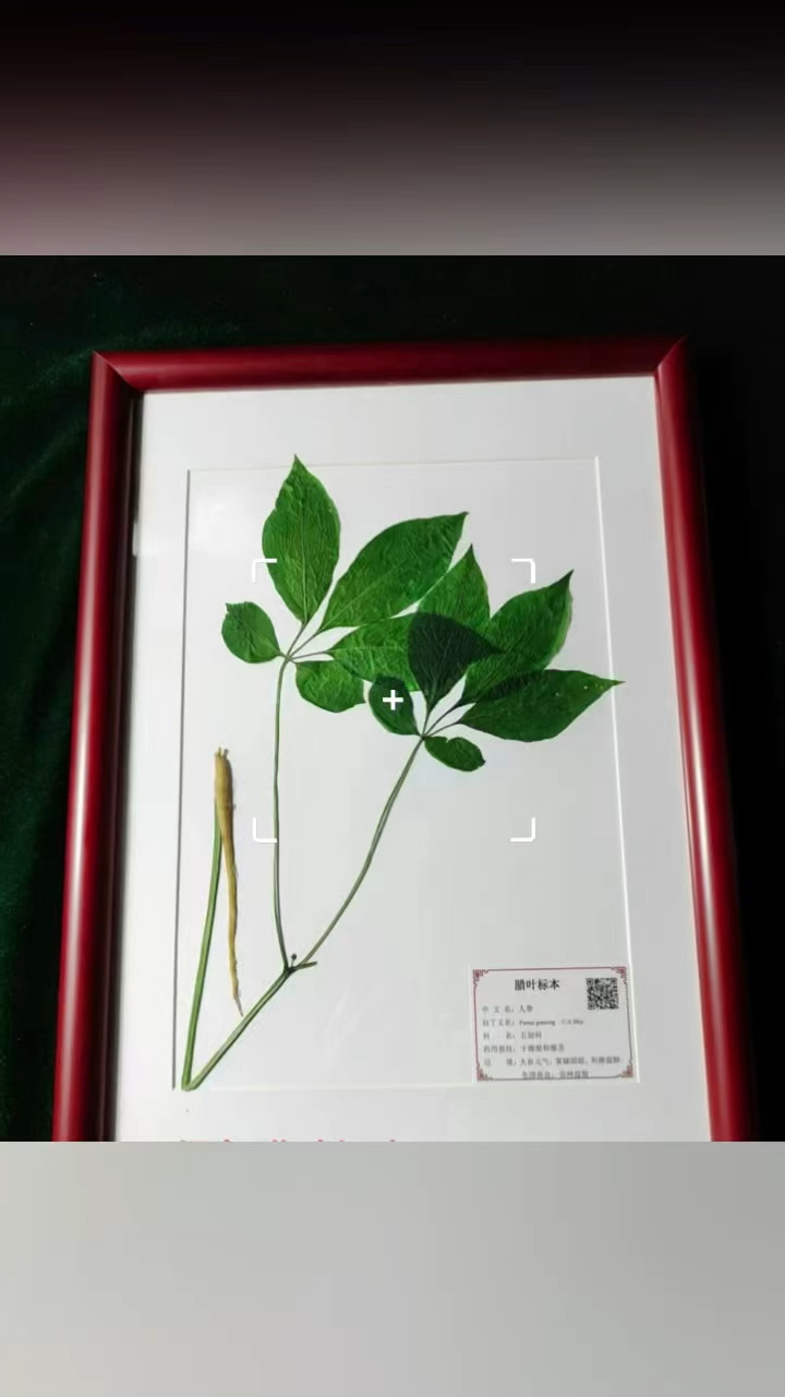 中草药保色腊叶标本