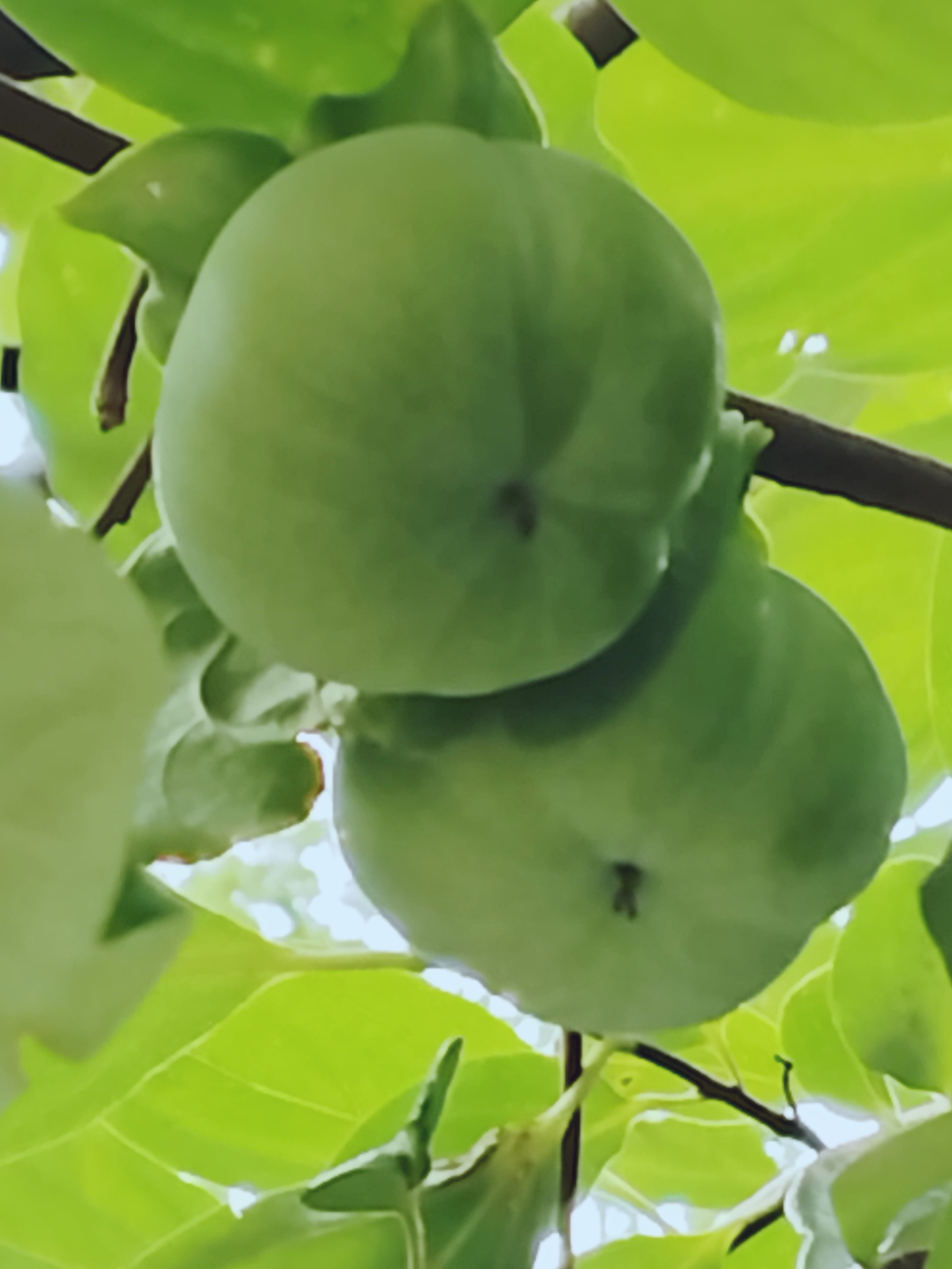 微风不燥,绿染满眼,暴雨之后的枝头,一个个柿子,簇拥着,相伴着,煞是