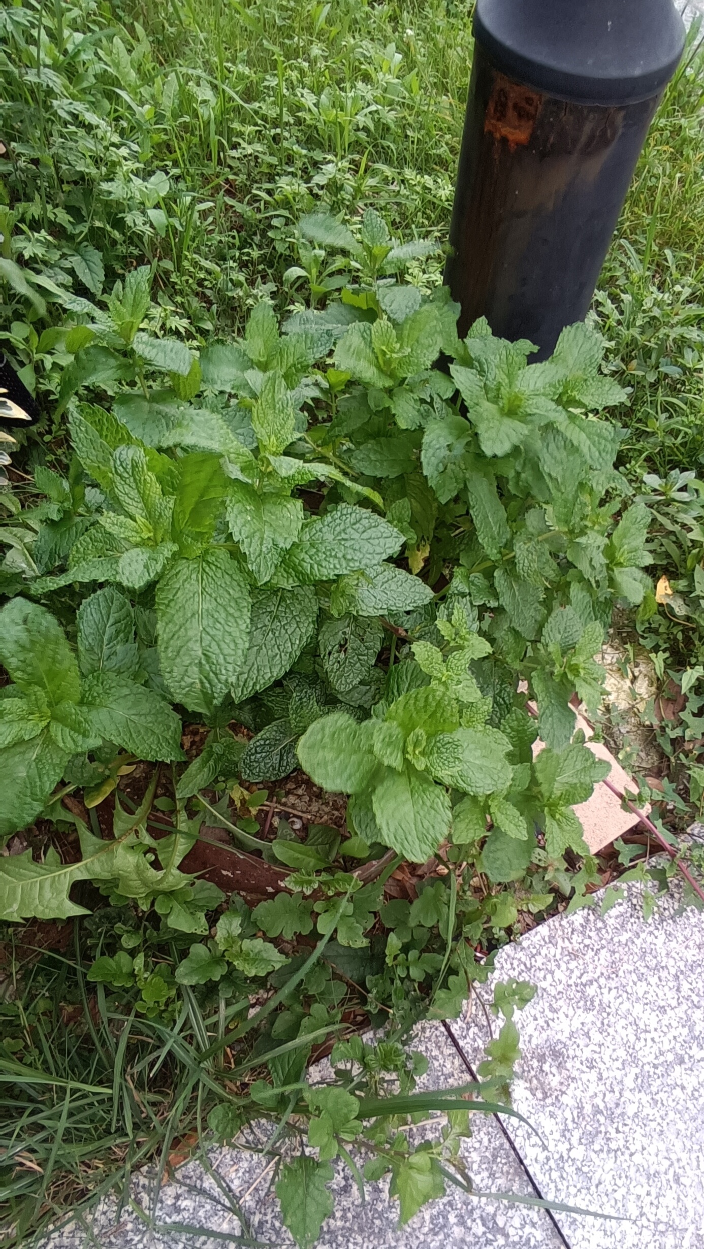 出发吧成为勇敢的大人 自家栽的薄荷是生活里的小确幸