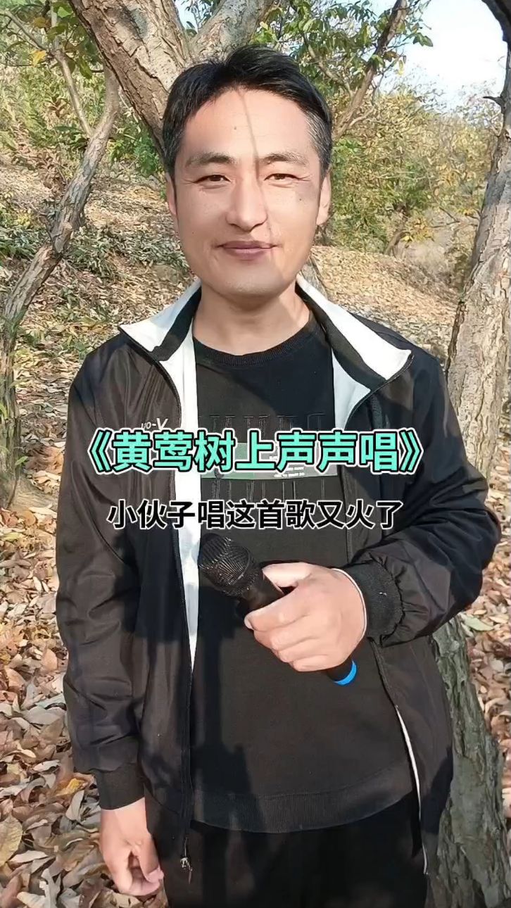 黄莺树上声声唱图片