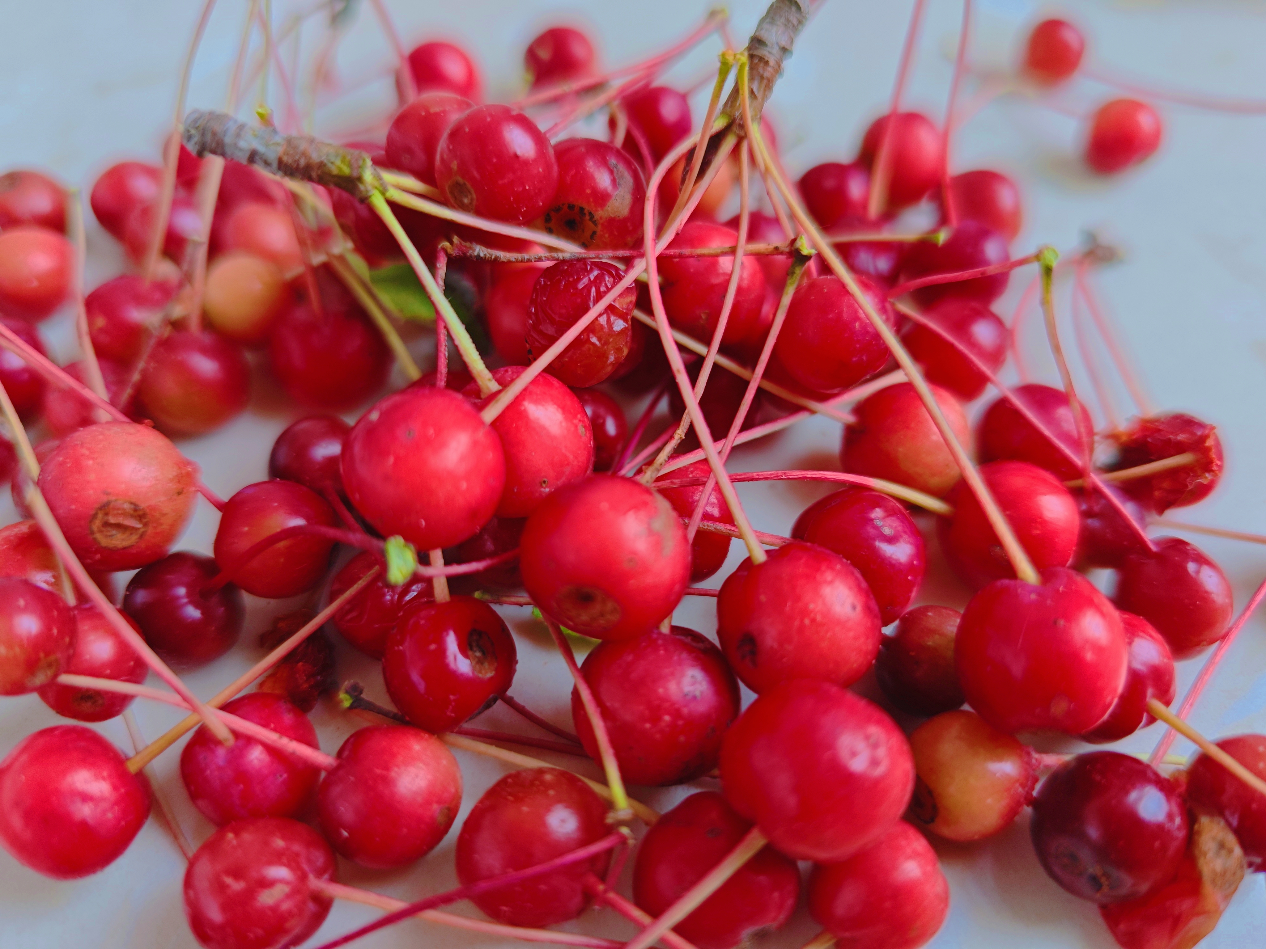 北地的秋风一起,野外的山丁子果便红了