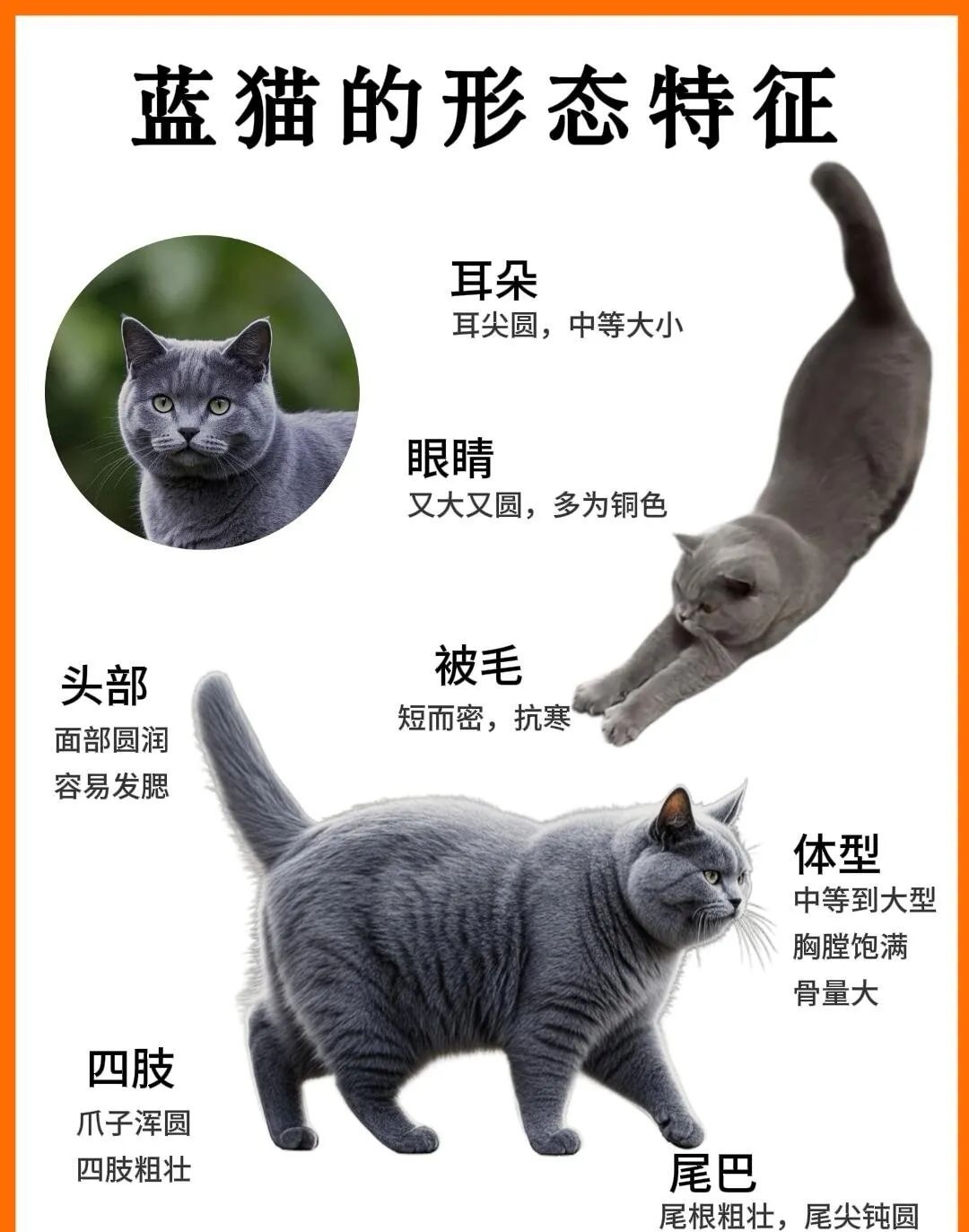 蓝猫为什么叫蓝猫百科在线