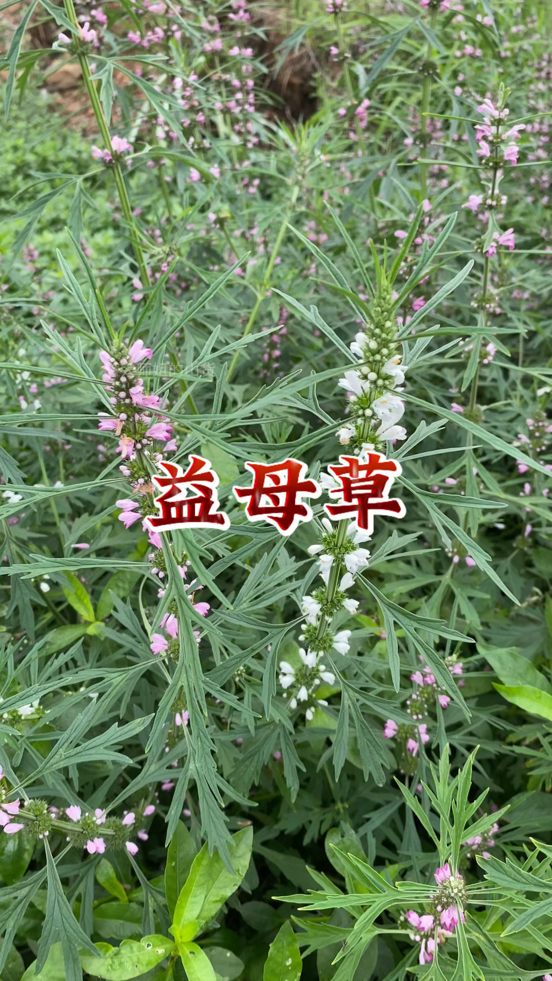 益母草分为红花益母草和白花益母草两种,它们有什么不一样呢