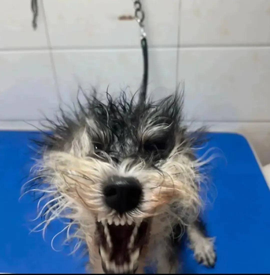 你看这狗的表情跟被欺负了似的张着嘴炸着毛这模样让我突然有点不
